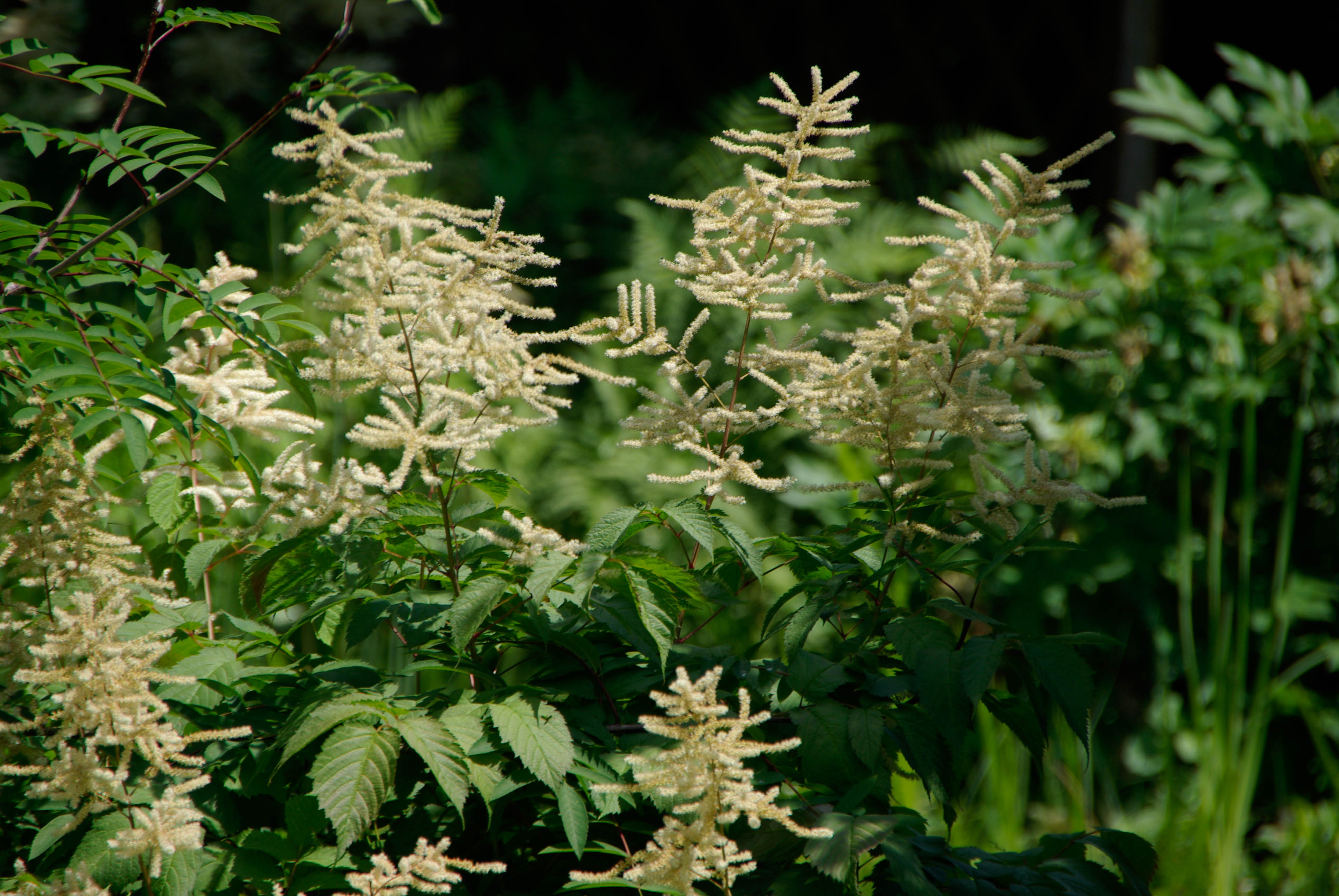 Astilbe