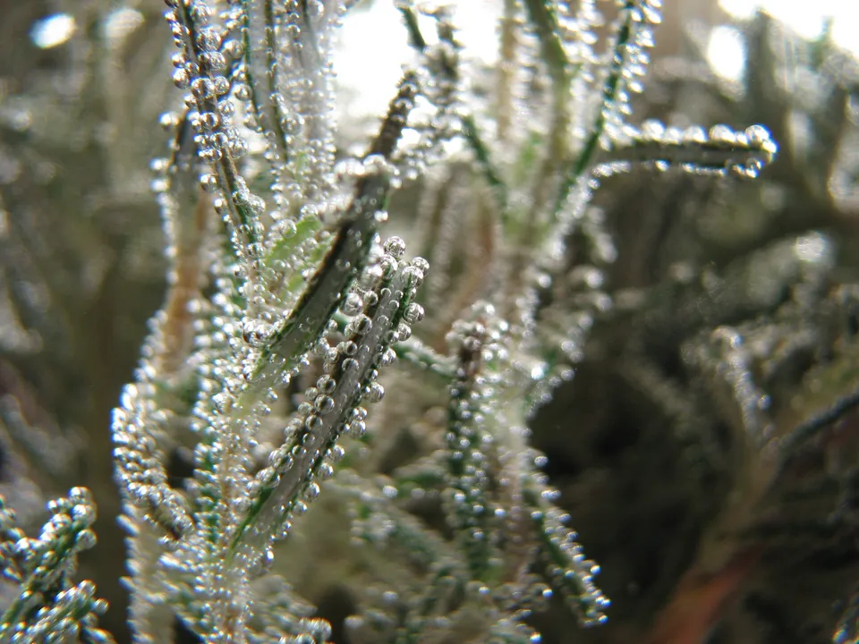 Urtinkturen, Spagyrika, Dilutionen