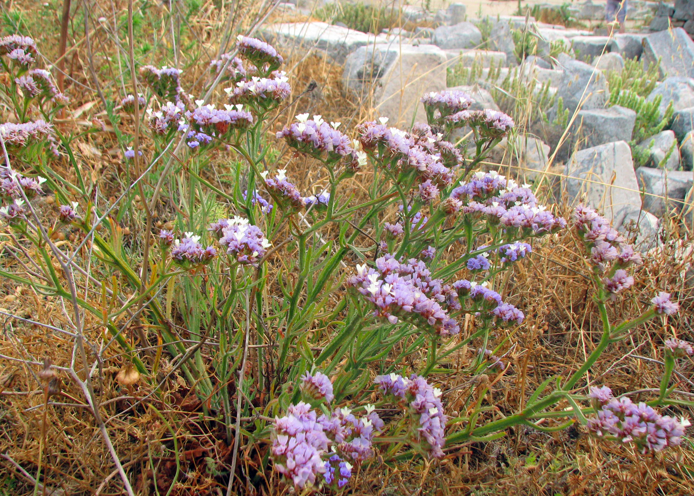 Geflügelter Strandflieder