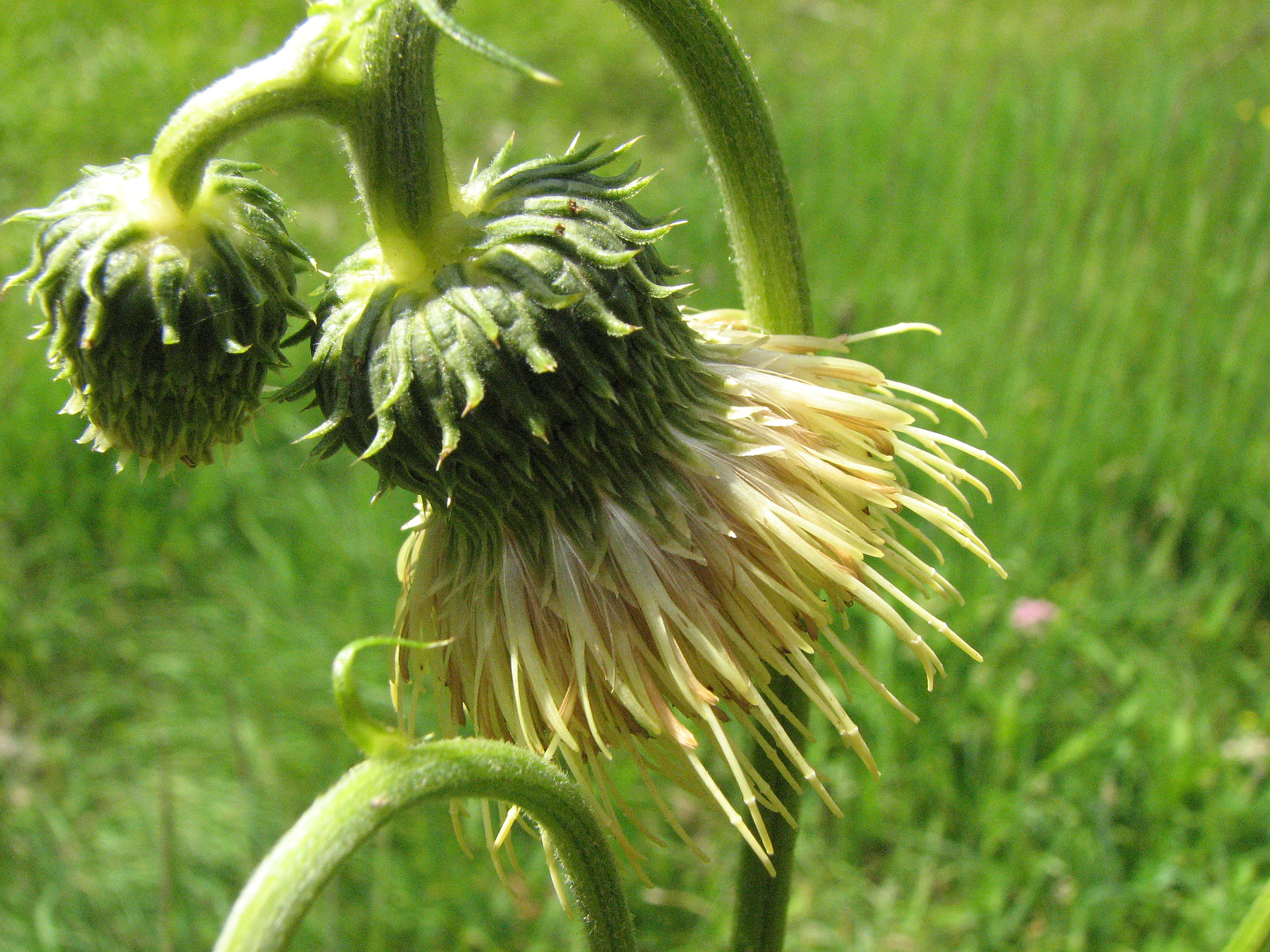 Klebkratzdistel