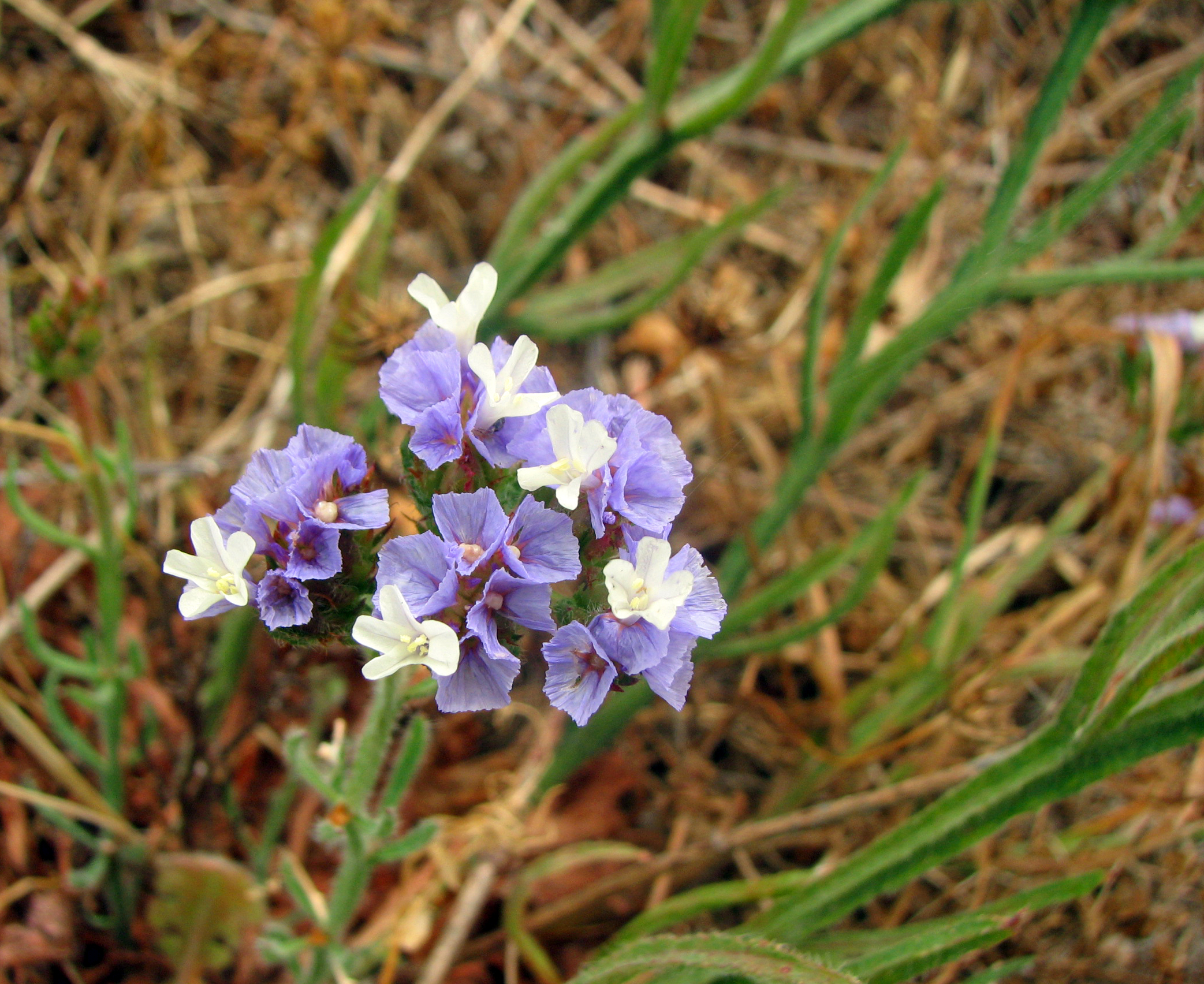 Geflügelter Strandflieder