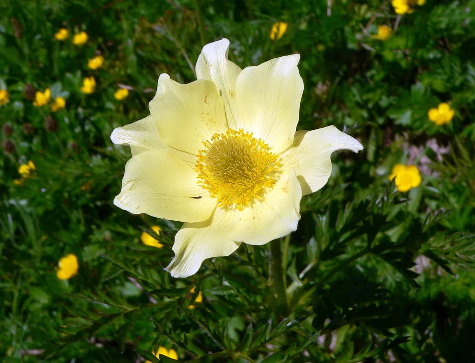 Schwefelgelbe Anemone