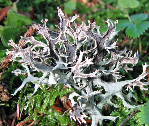 Flechte Islandmoos sammeln. Moos-Sage.