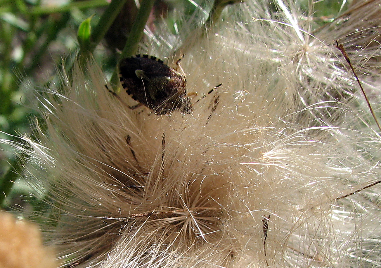 Ackerkratzdistel