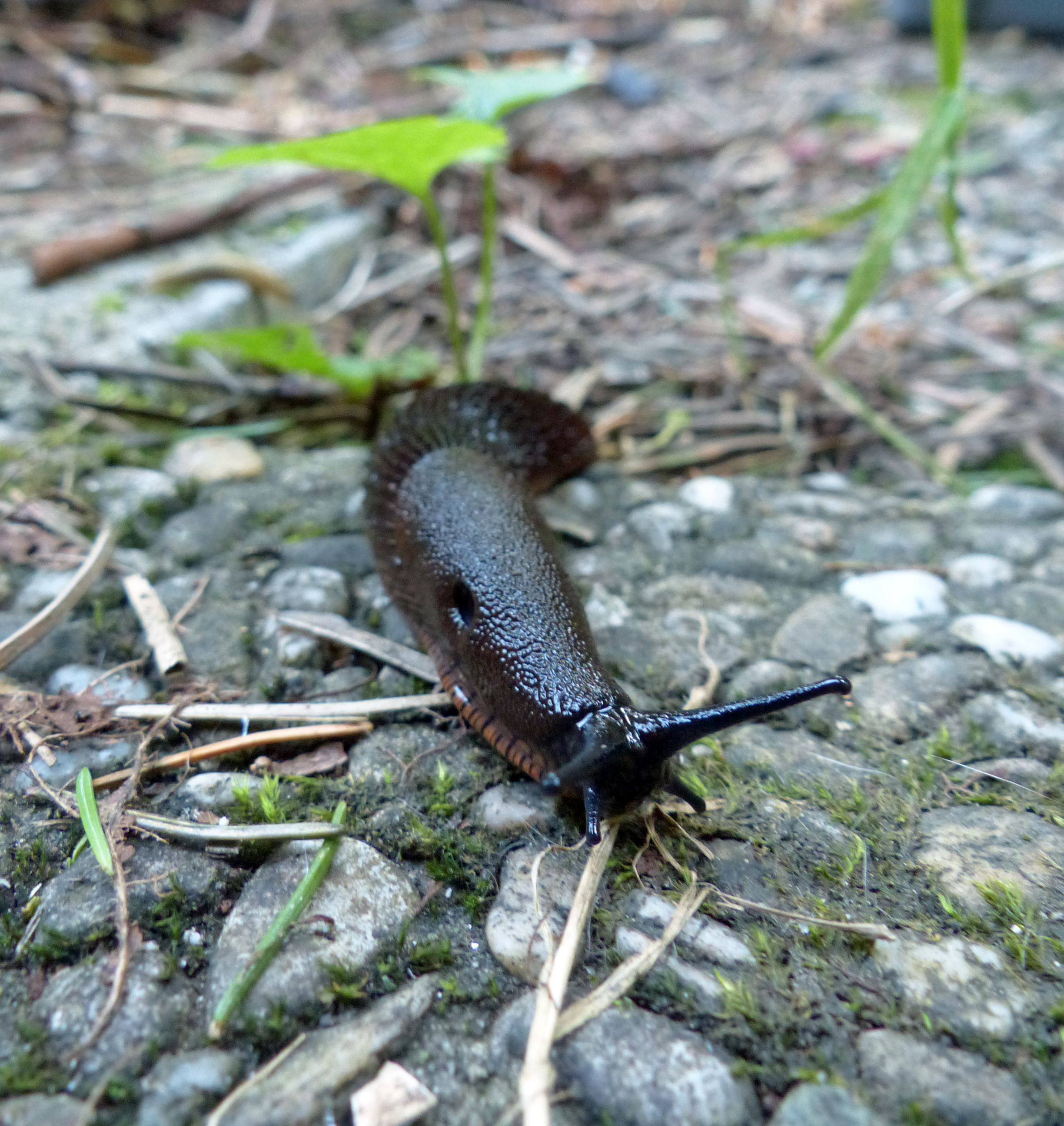<p><em>Rote Wegschnecke in Schwarz mit kennzeichnendem rotem Saum</em> auf einem Gartenweg.</p>