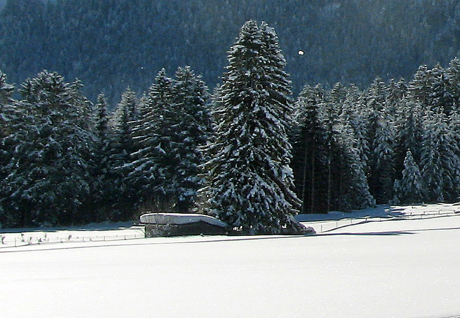 Bitterlikör "Grüner Wilder"