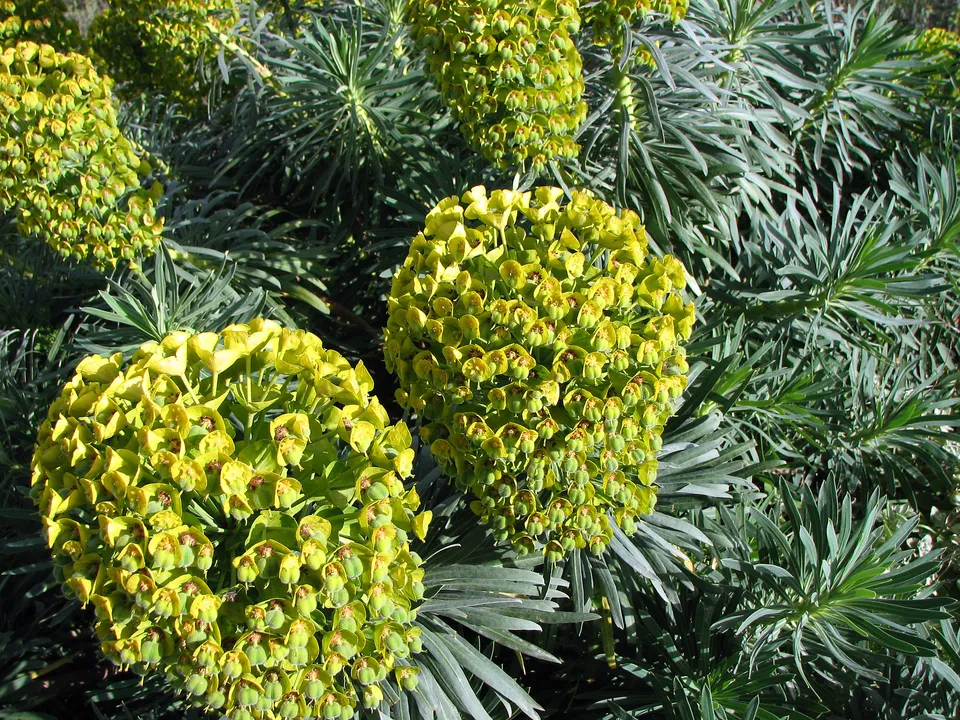 Palisaden Wolfsmilch