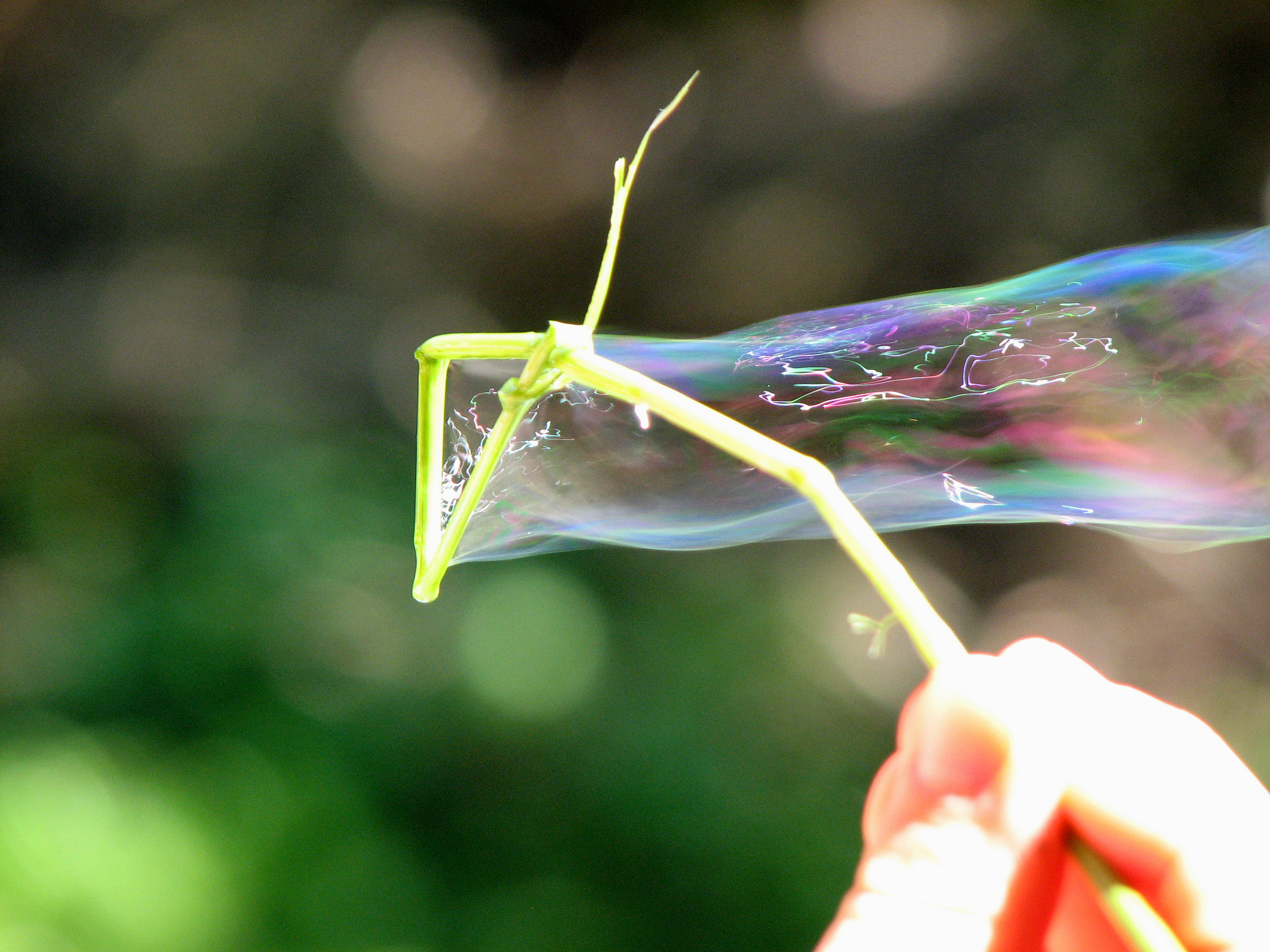 Seifenblasenlauge und Blasringe