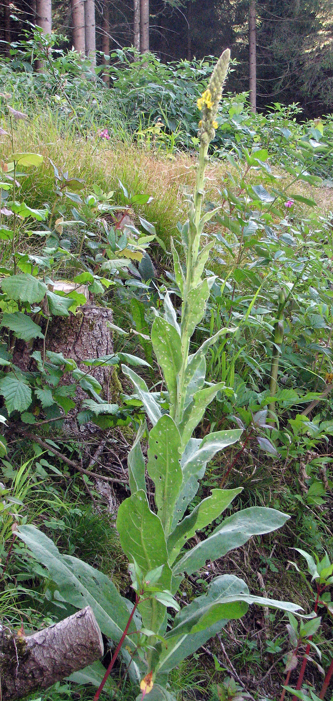 Kleinblütige Königskerze