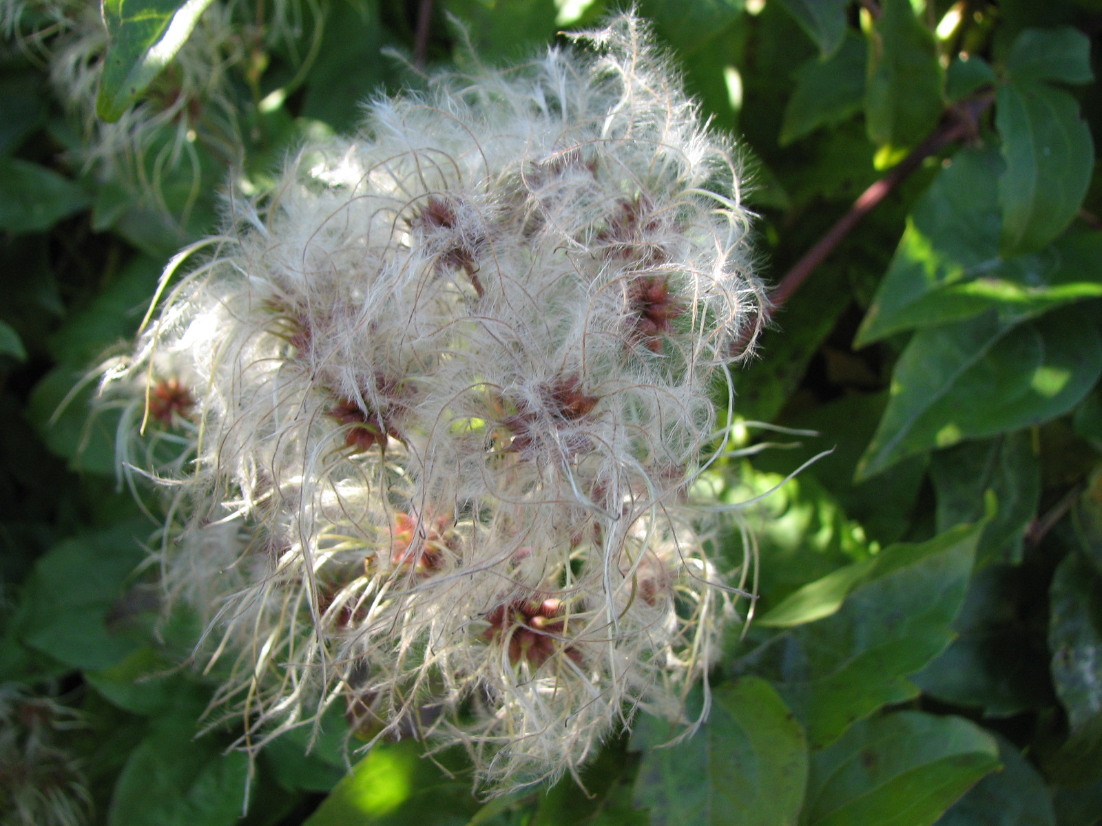 Gewöhnliche Waldrebe