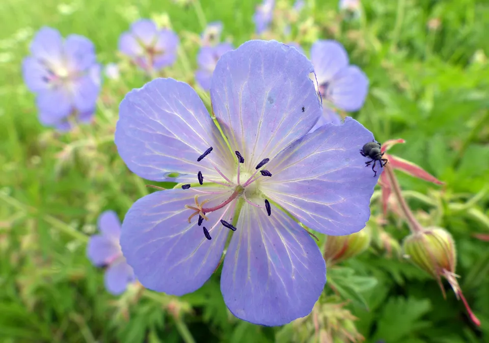 Wiesenstorchschnabel