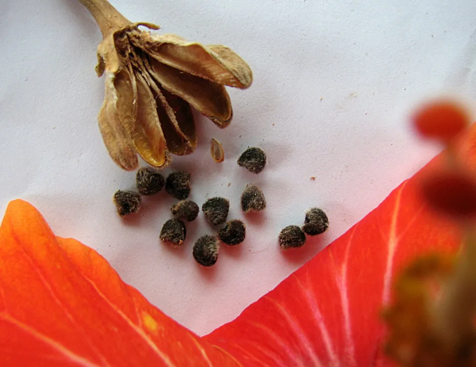 Pflanzen vermehren durch Samen