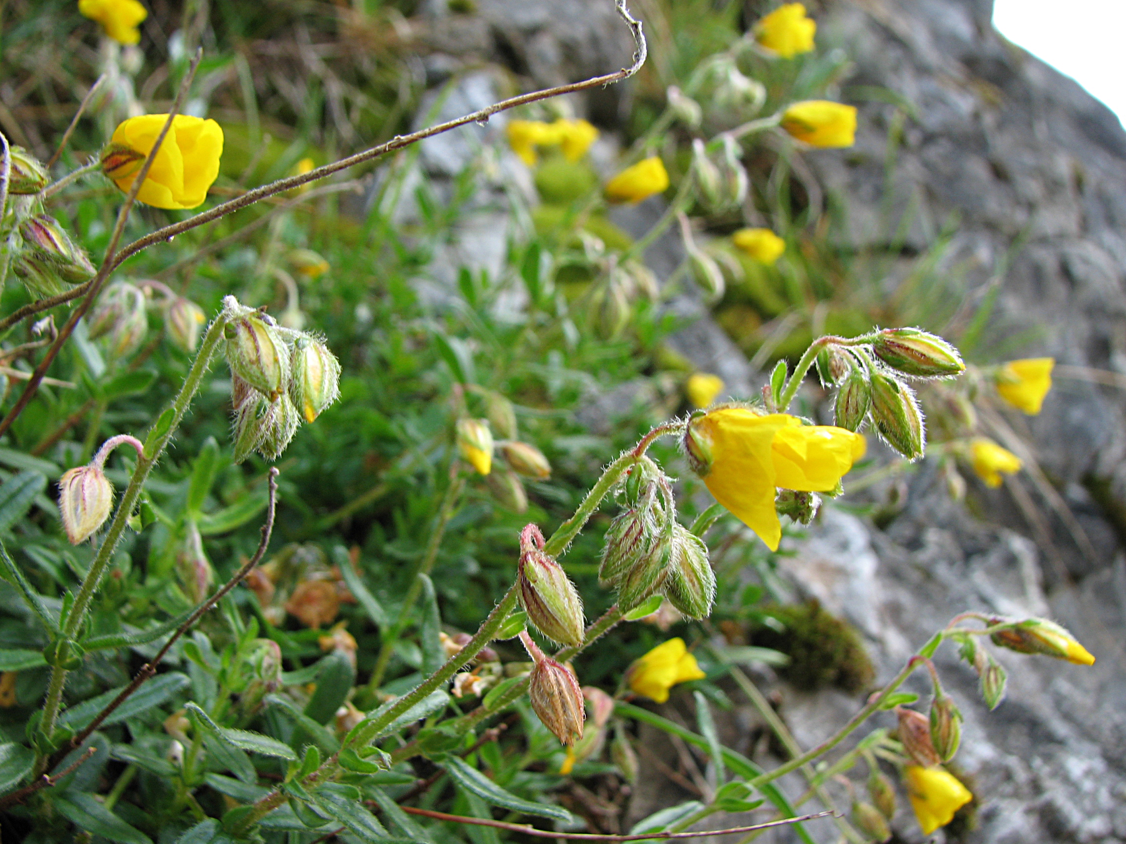 Gelbes Sonnenröschen