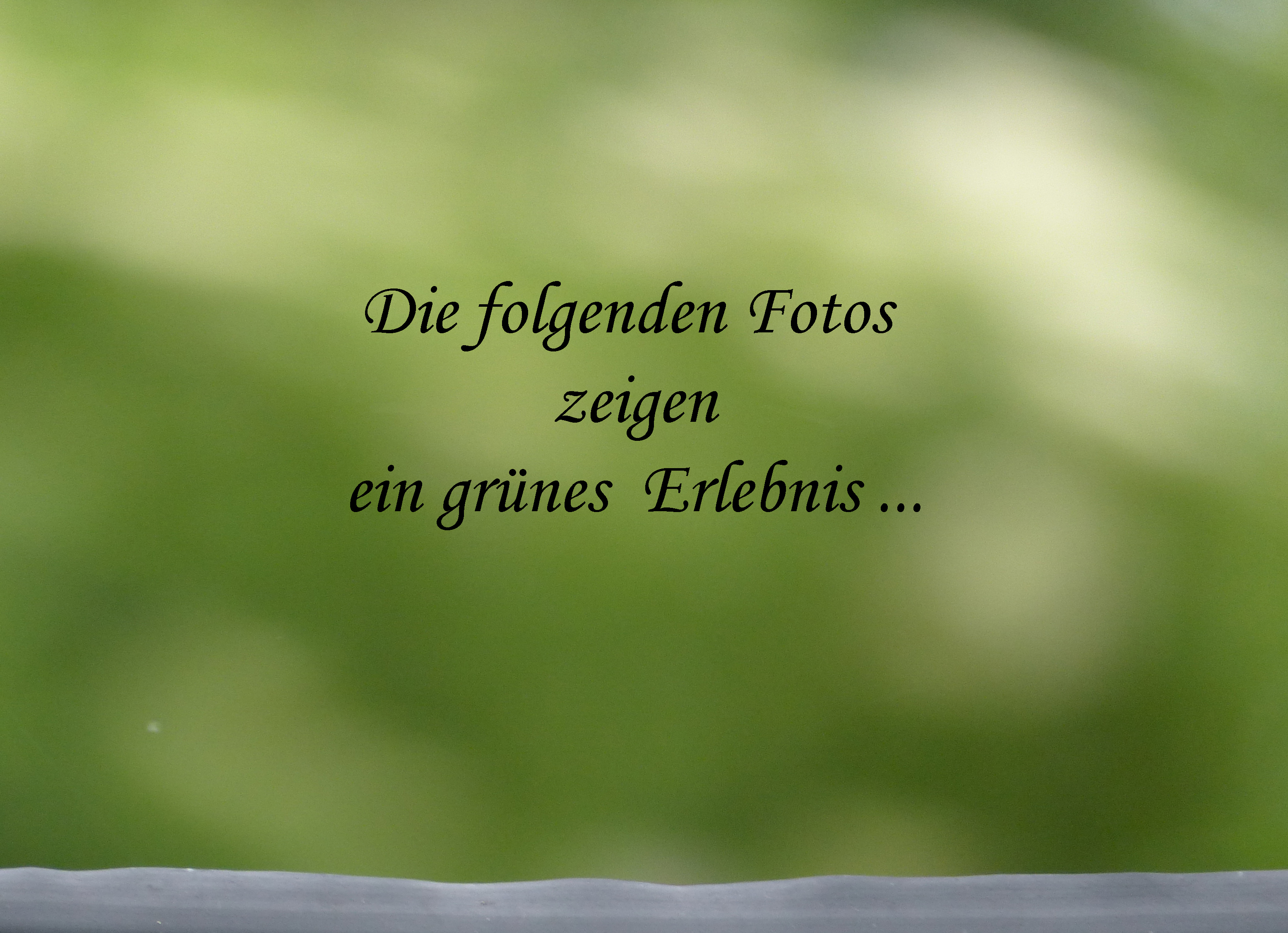 Silberweide - Kopfweide