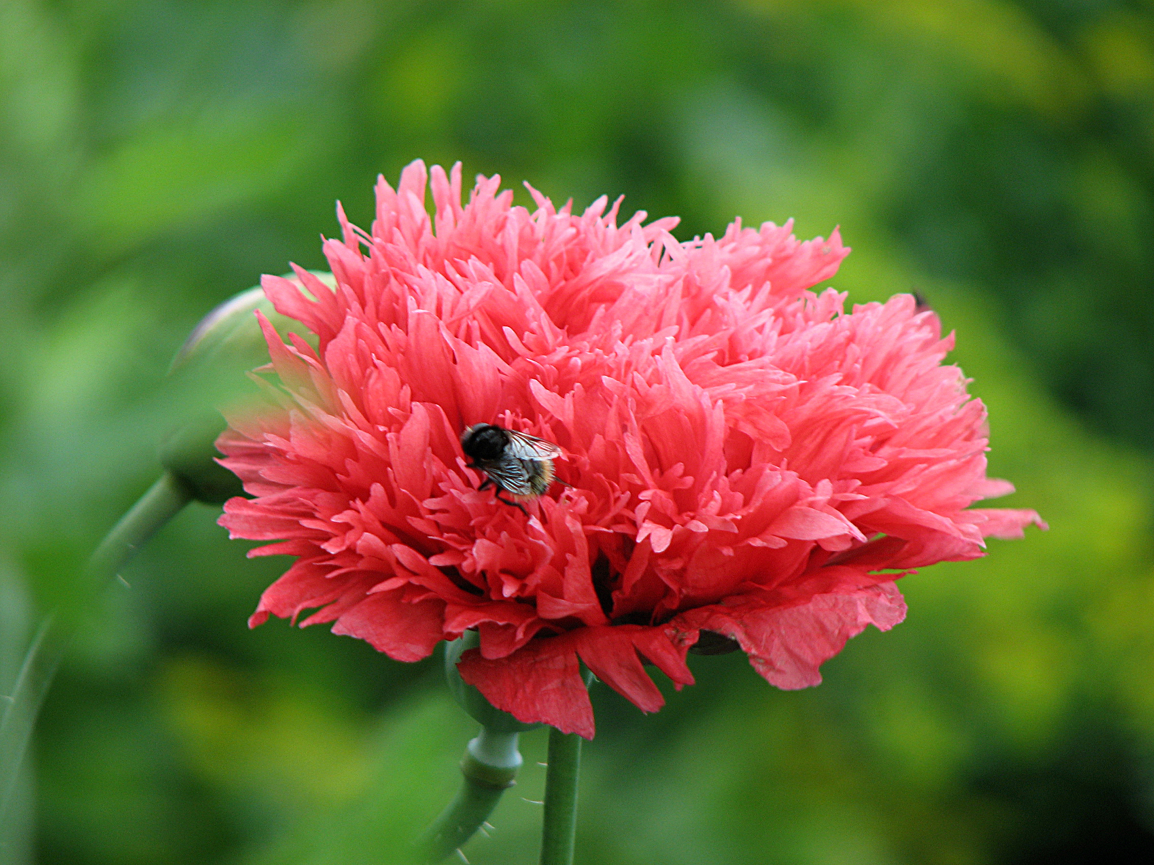 Schlafmohn