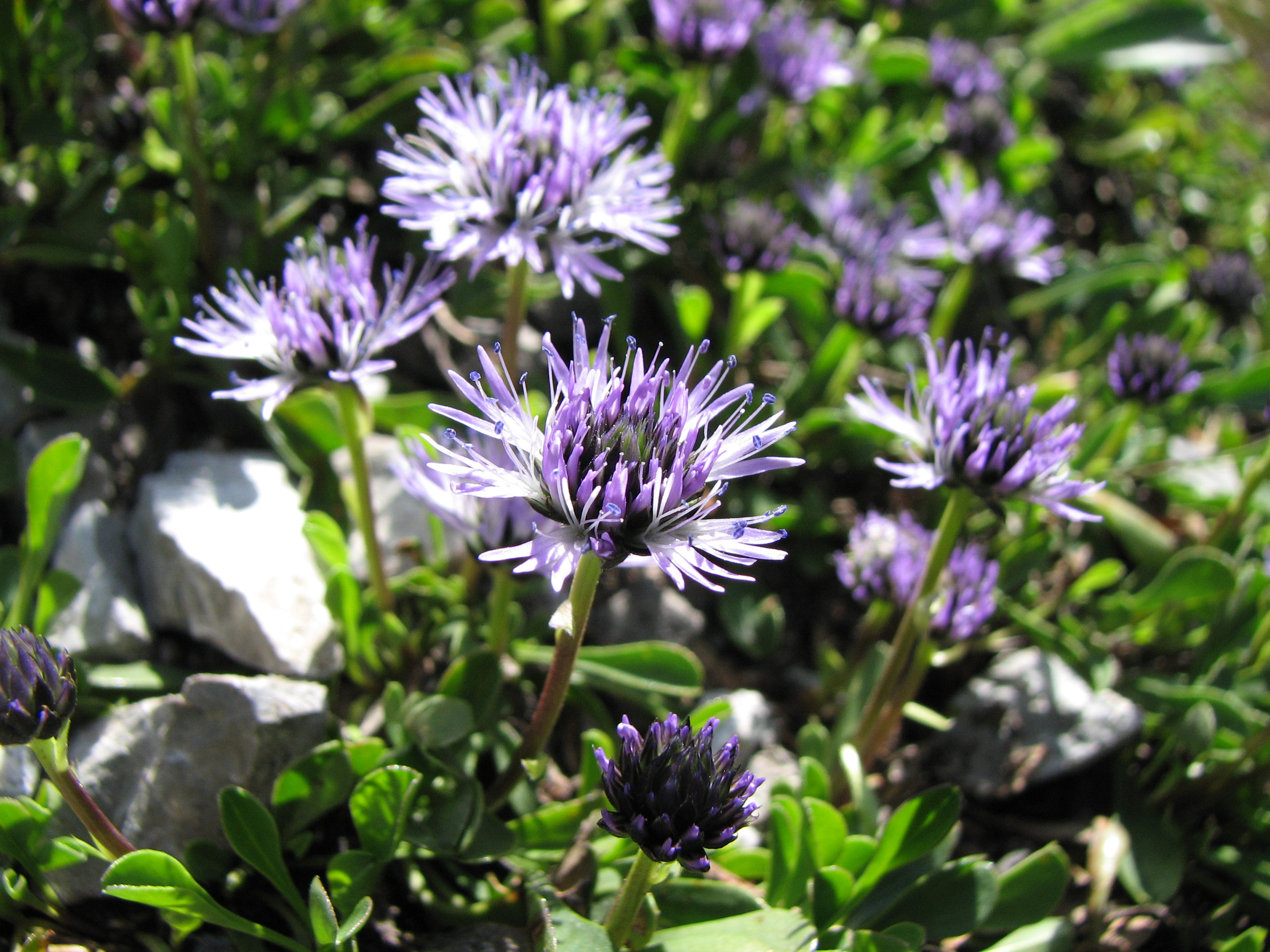 Nacktstängelige Kugelblume