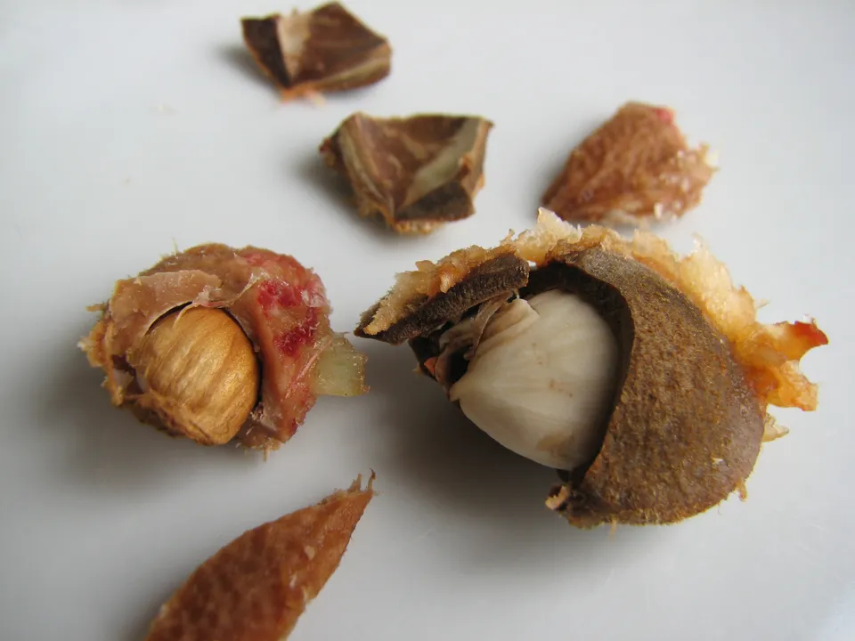 Kerne mancher Rosengewächse