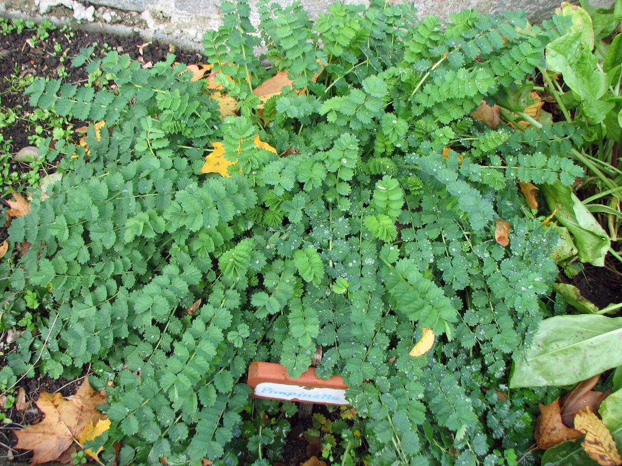 Frankfurter Grüne Soße