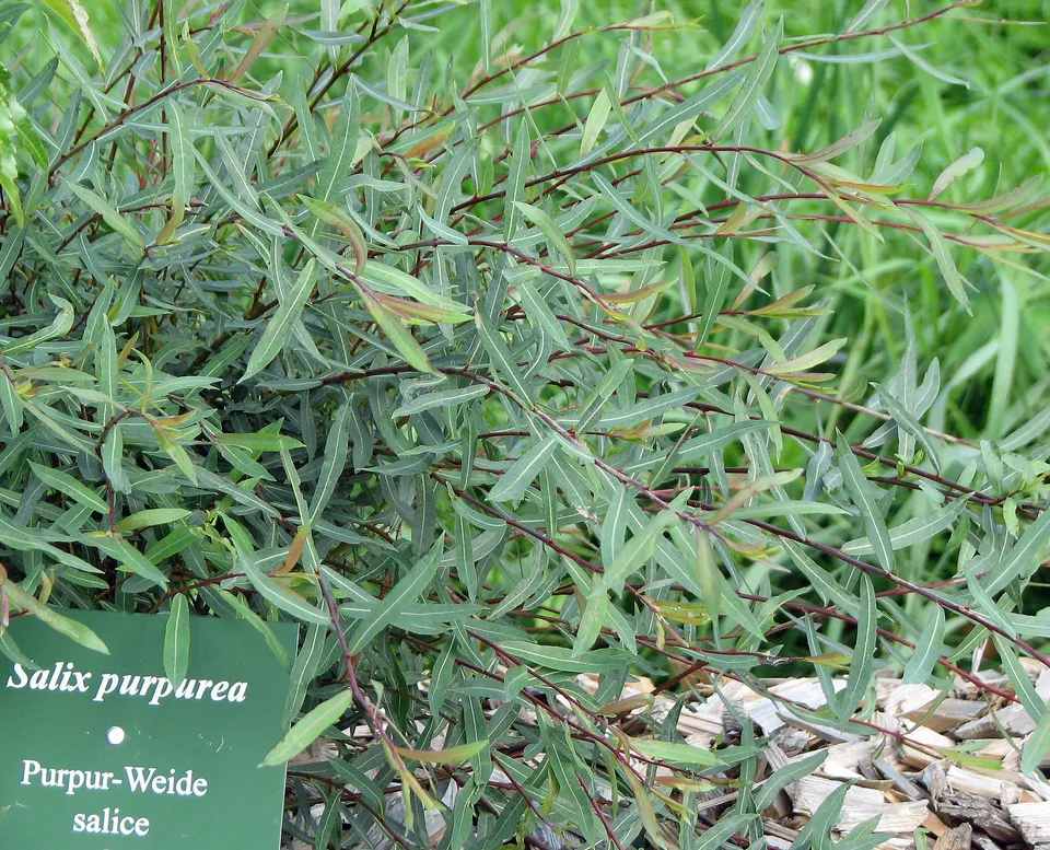 Weidenrinde ernten und haltbar machen