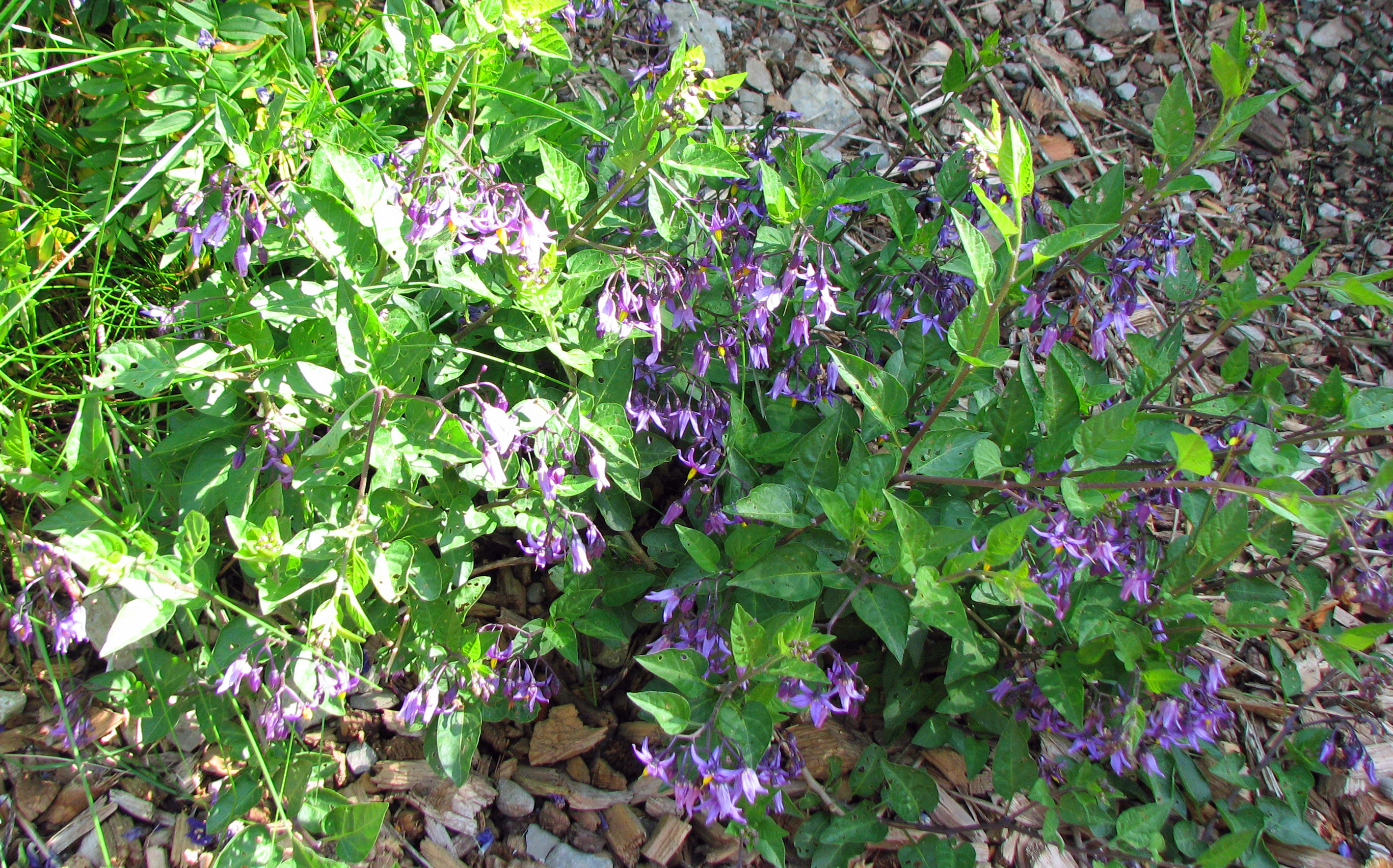 Bittersüßer Nachtschatten