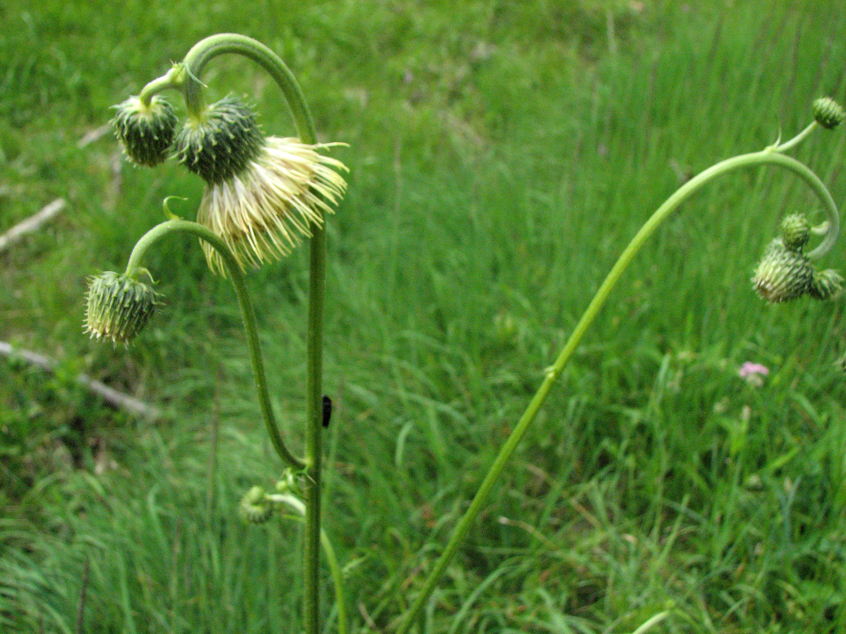 Klebkratzdistel