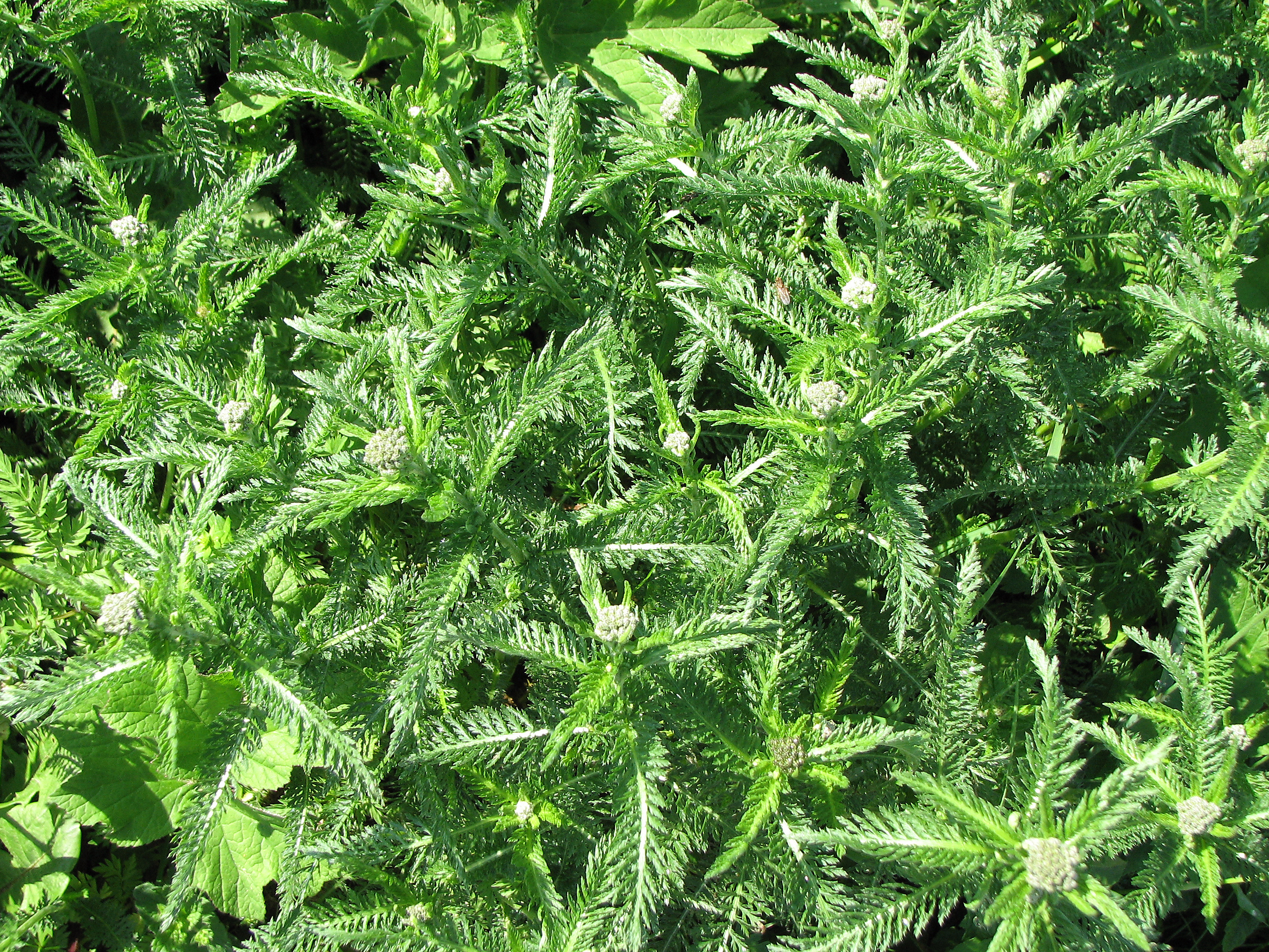 Gewöhnliche Schafgarbe