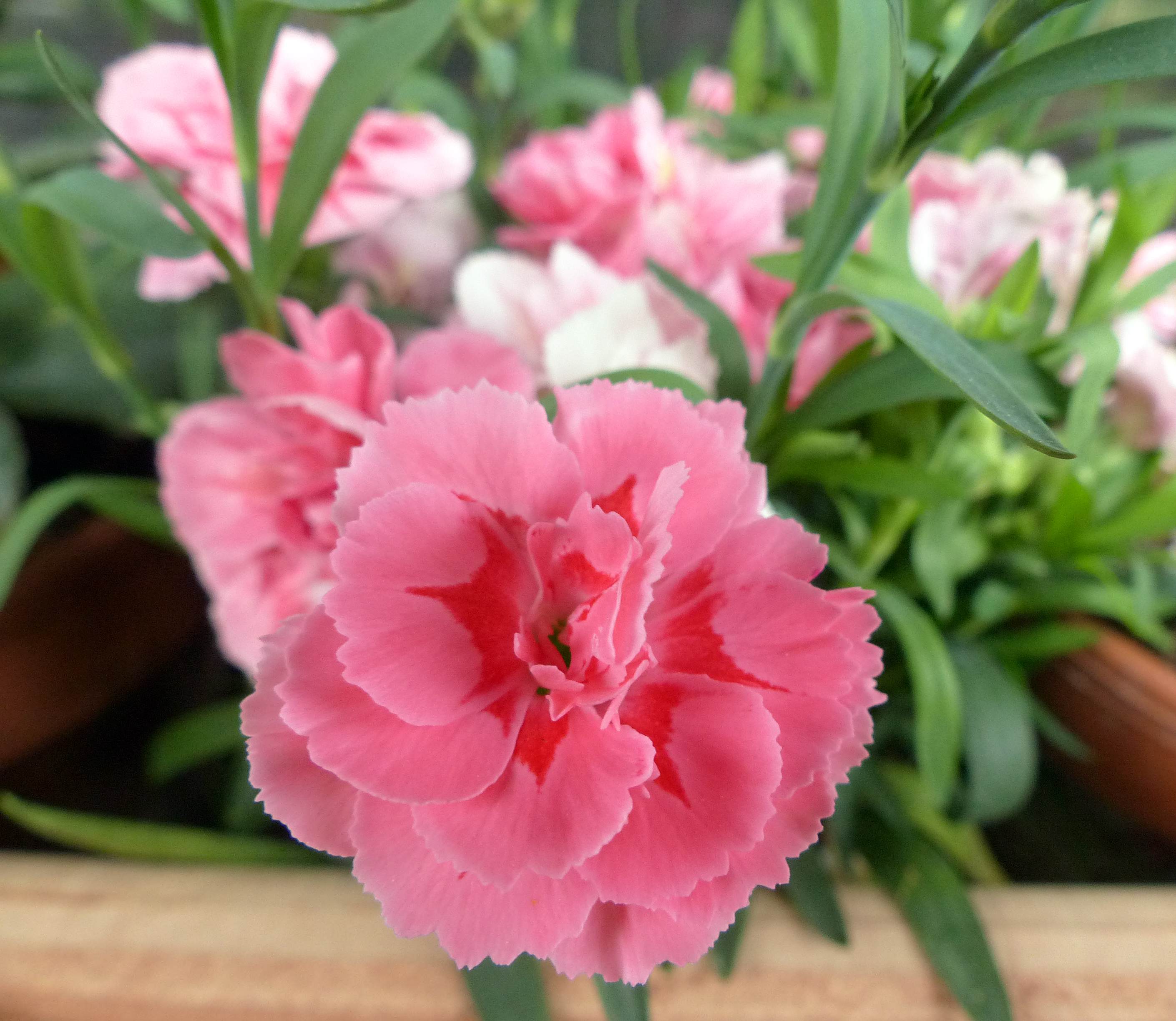 Edelnelke, Gartennelke, Landnelke, Topfnelke