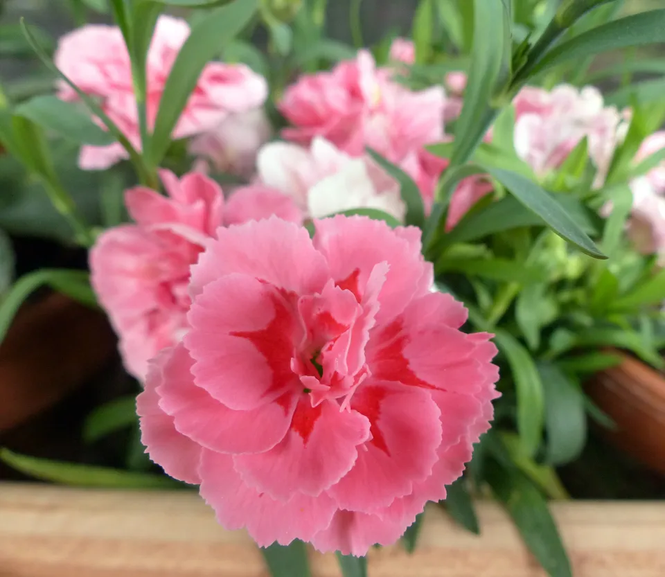 Edelnelke, Gartennelke, Landnelke, Topfnelke