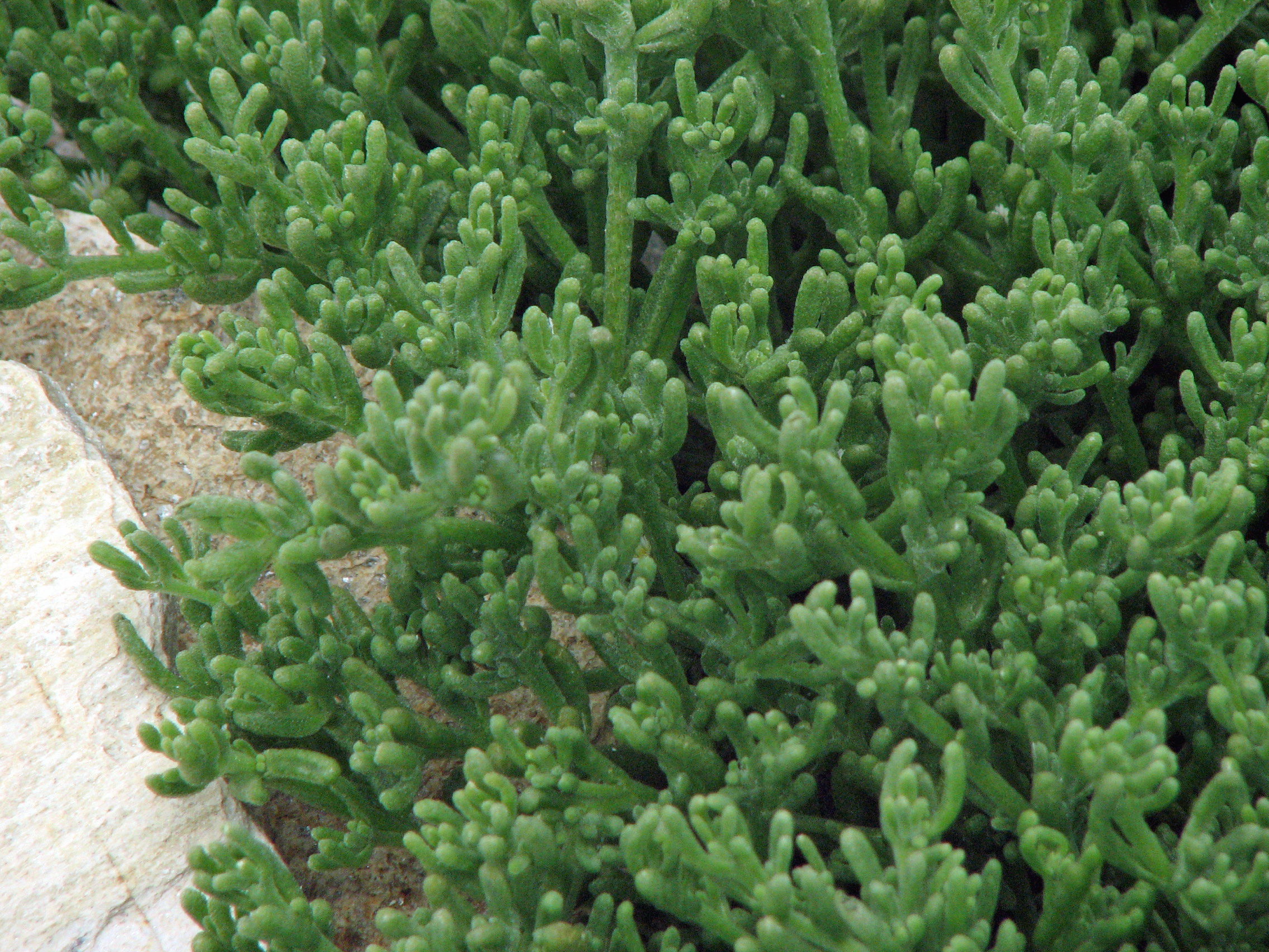 Knotenblütige Mittagsblume