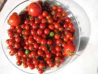 Tomate