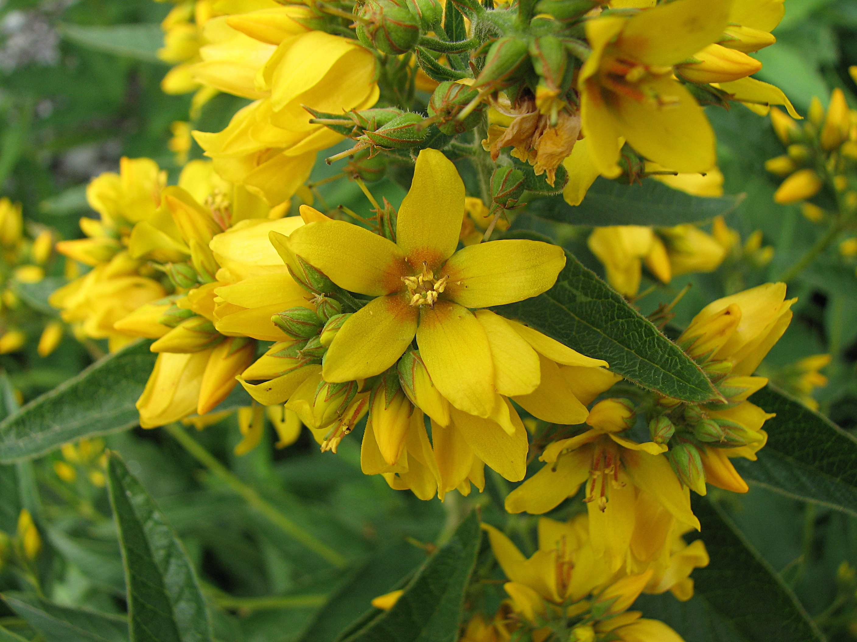 Gewöhnlicher Gilbweiderich