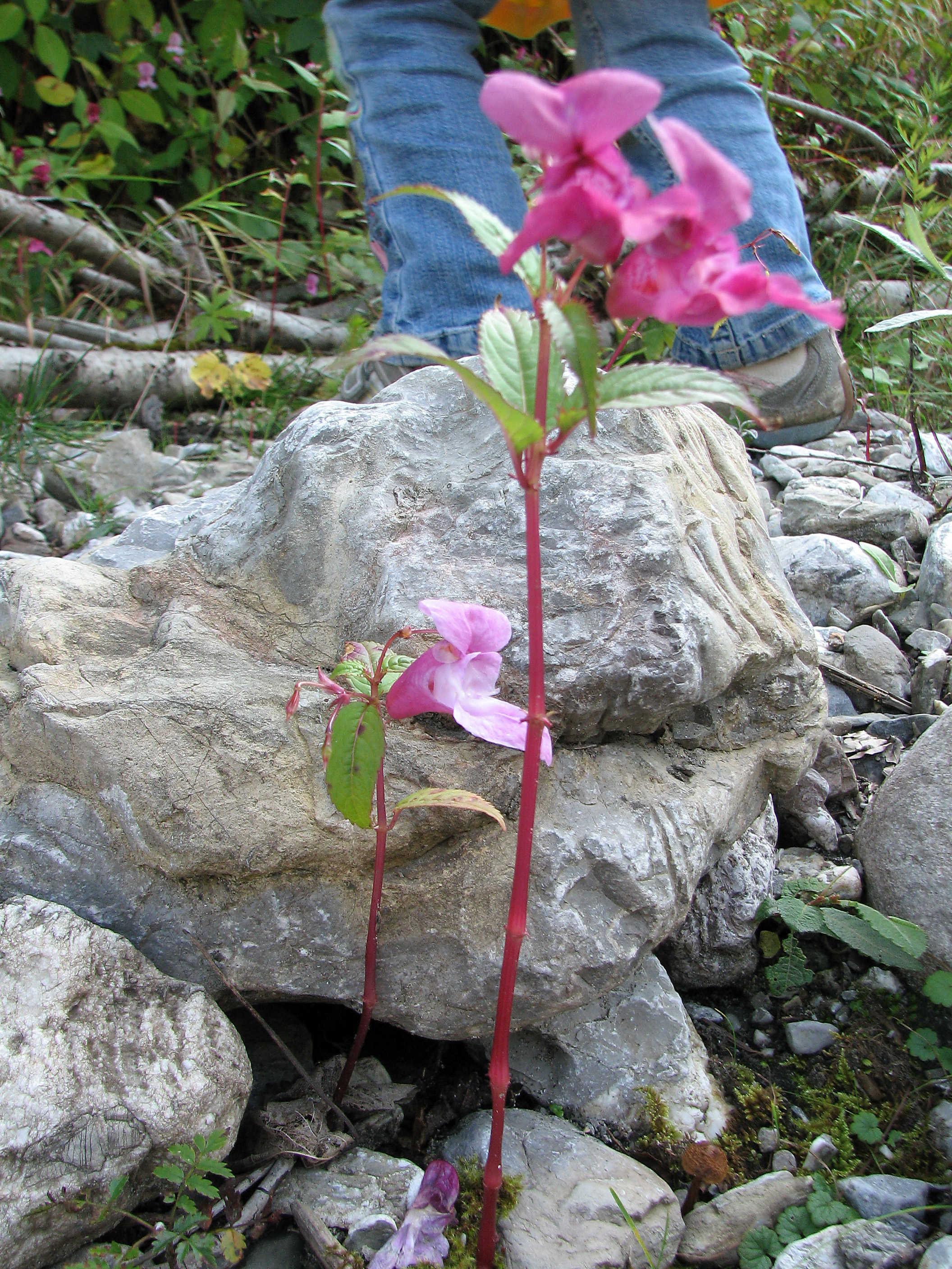 Drüsiges Springkraut