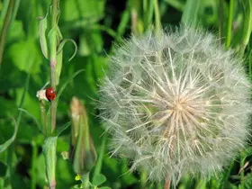 Wiesenbocksbart