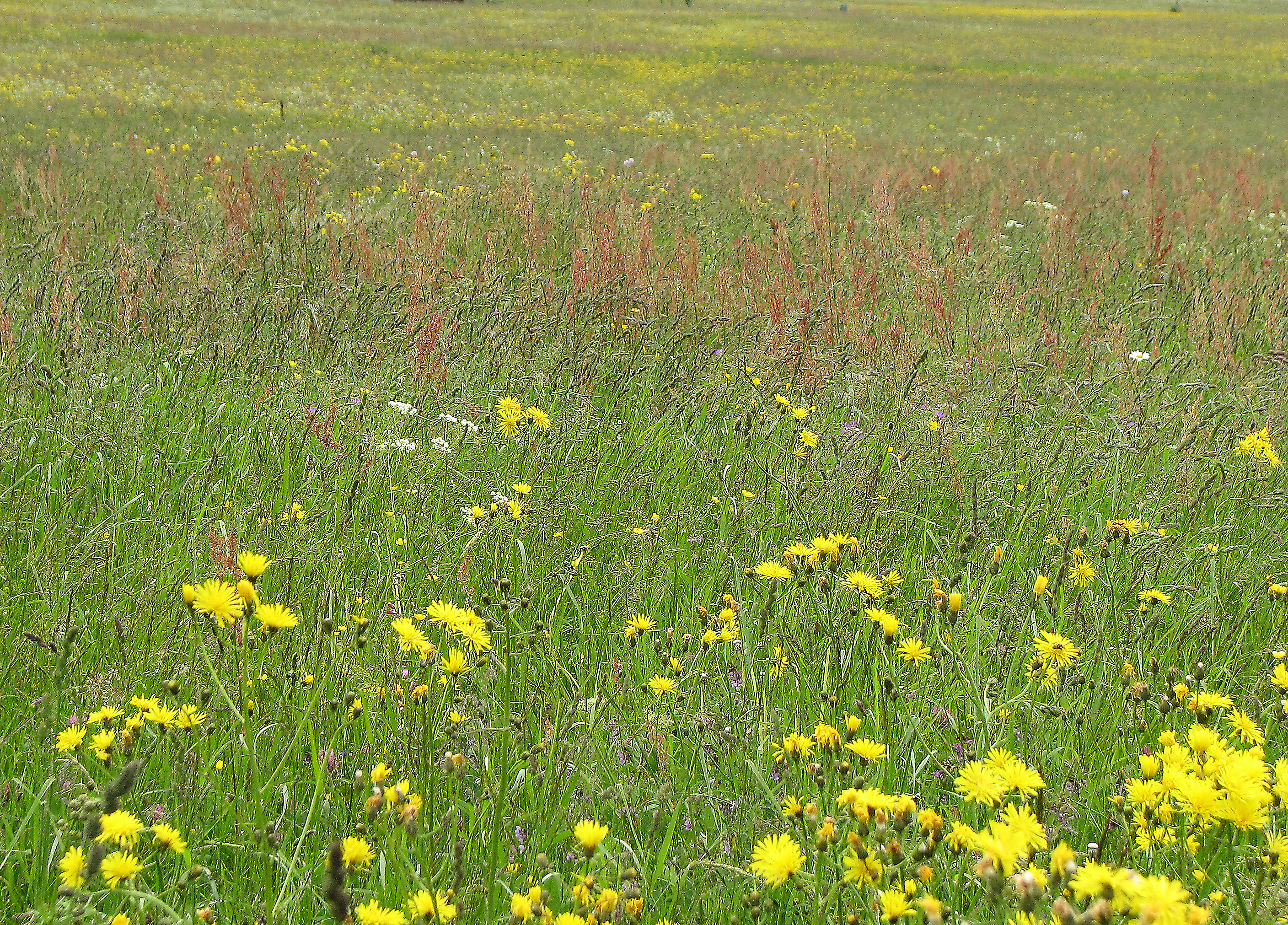 Wiesenpippau