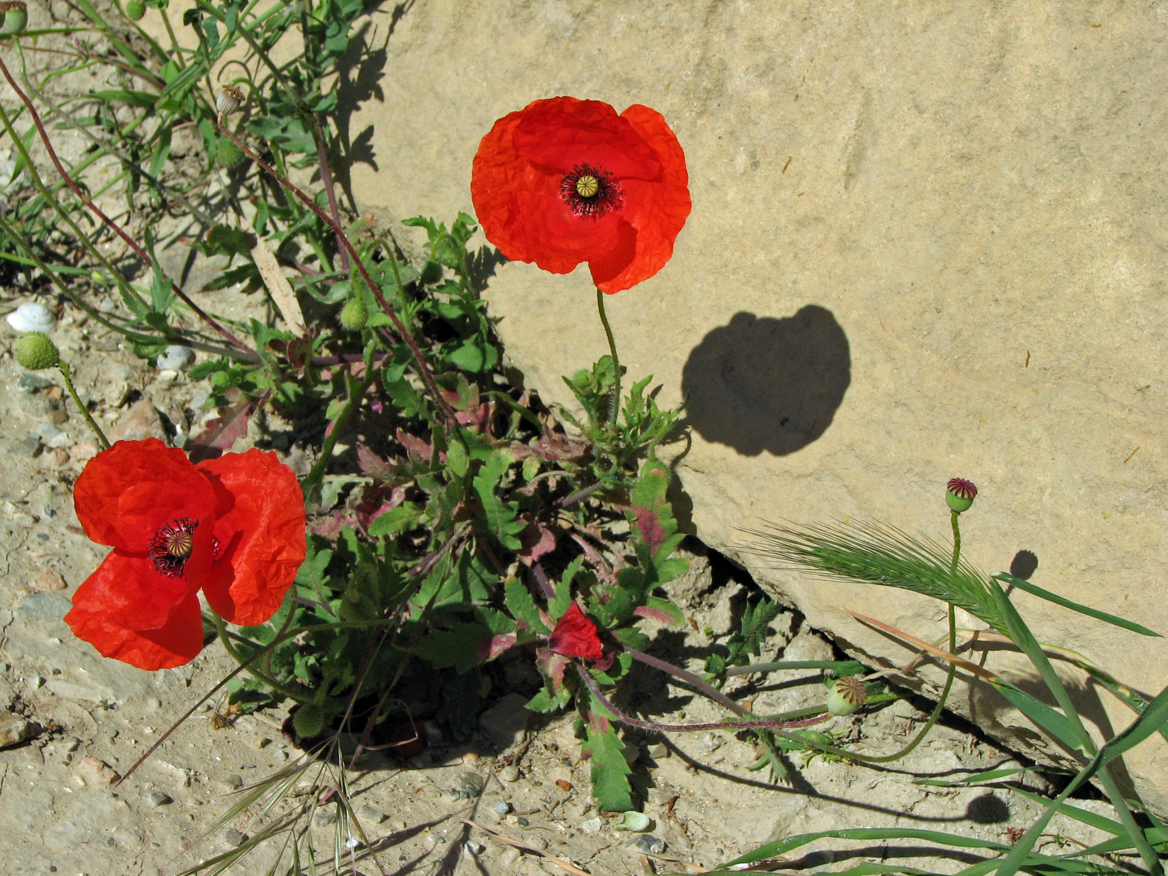 Klatschmohn