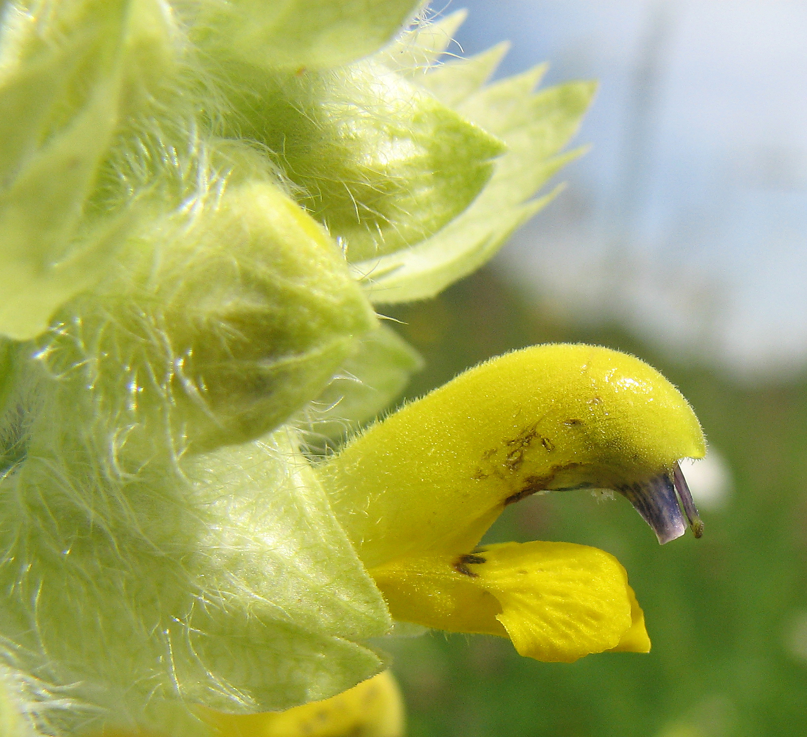 Zottiger Klappertopf