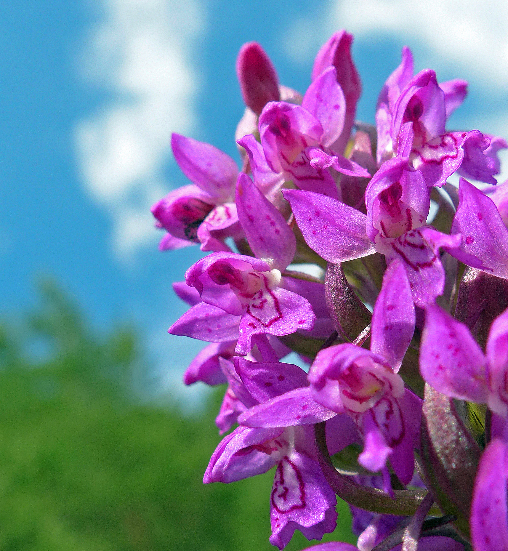 Fleischfarbene Fingerwurz