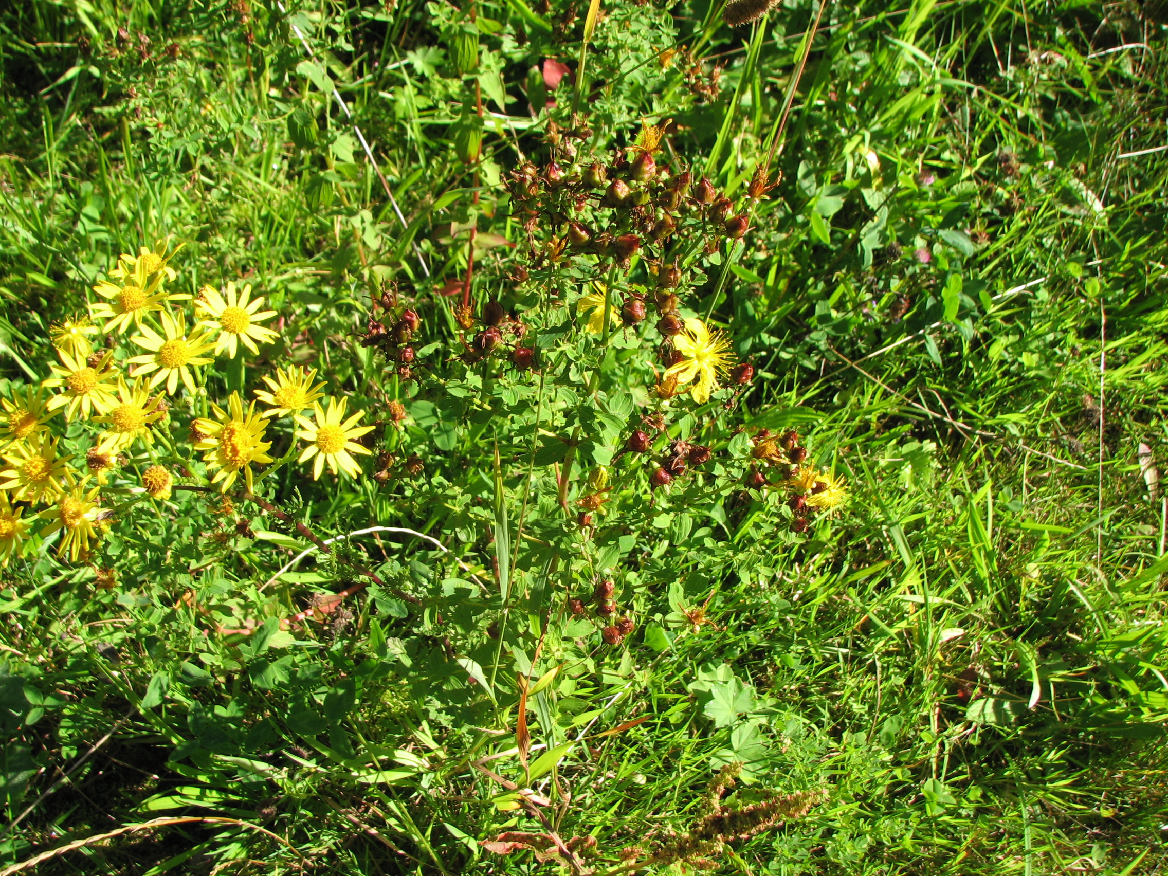 Echtes Johanniskraut