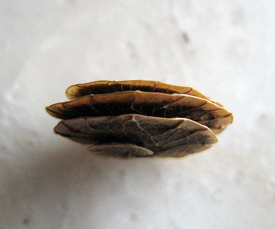 Scheibenschneckenklee