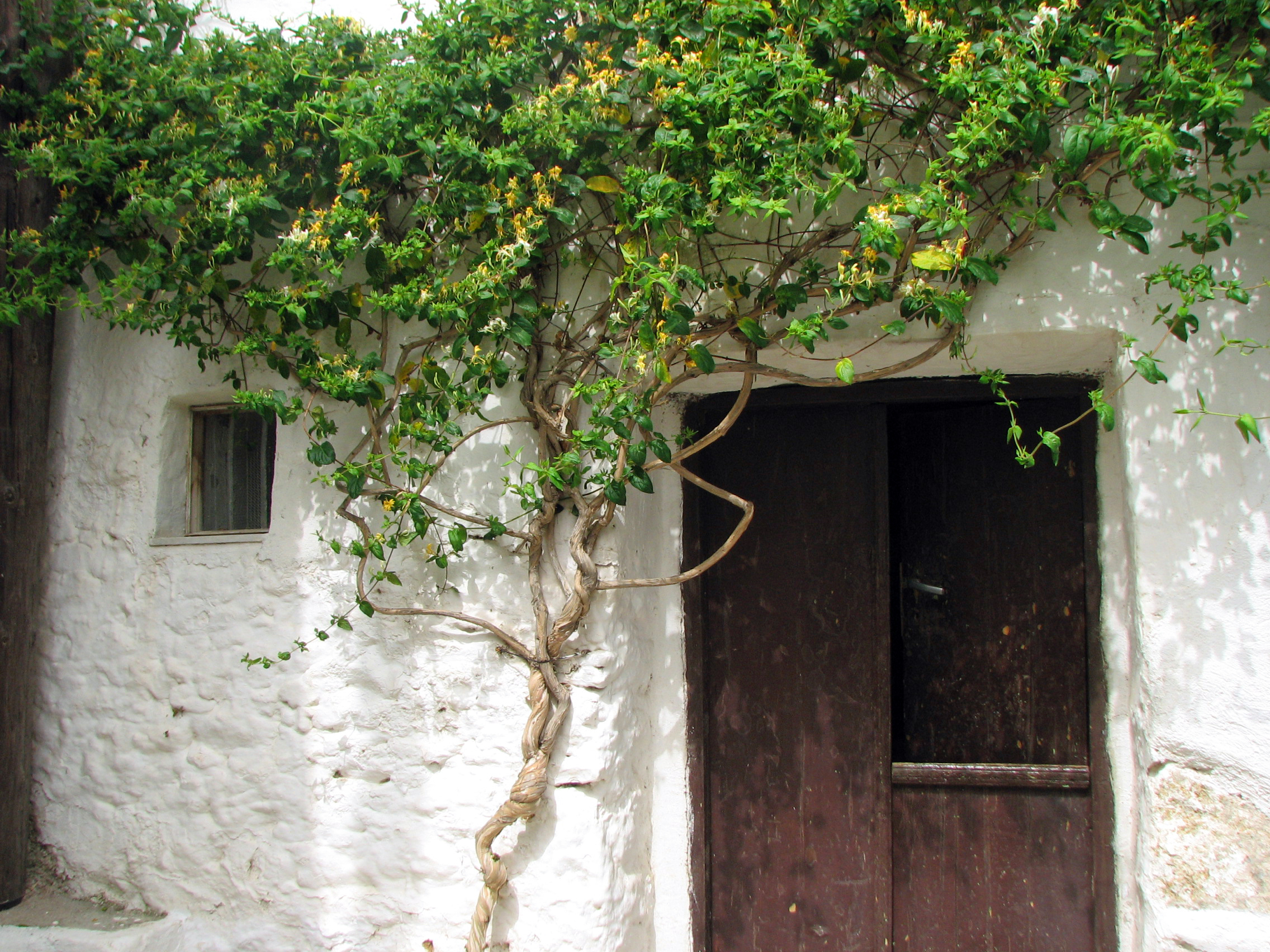 Etruskisches Geißblatt