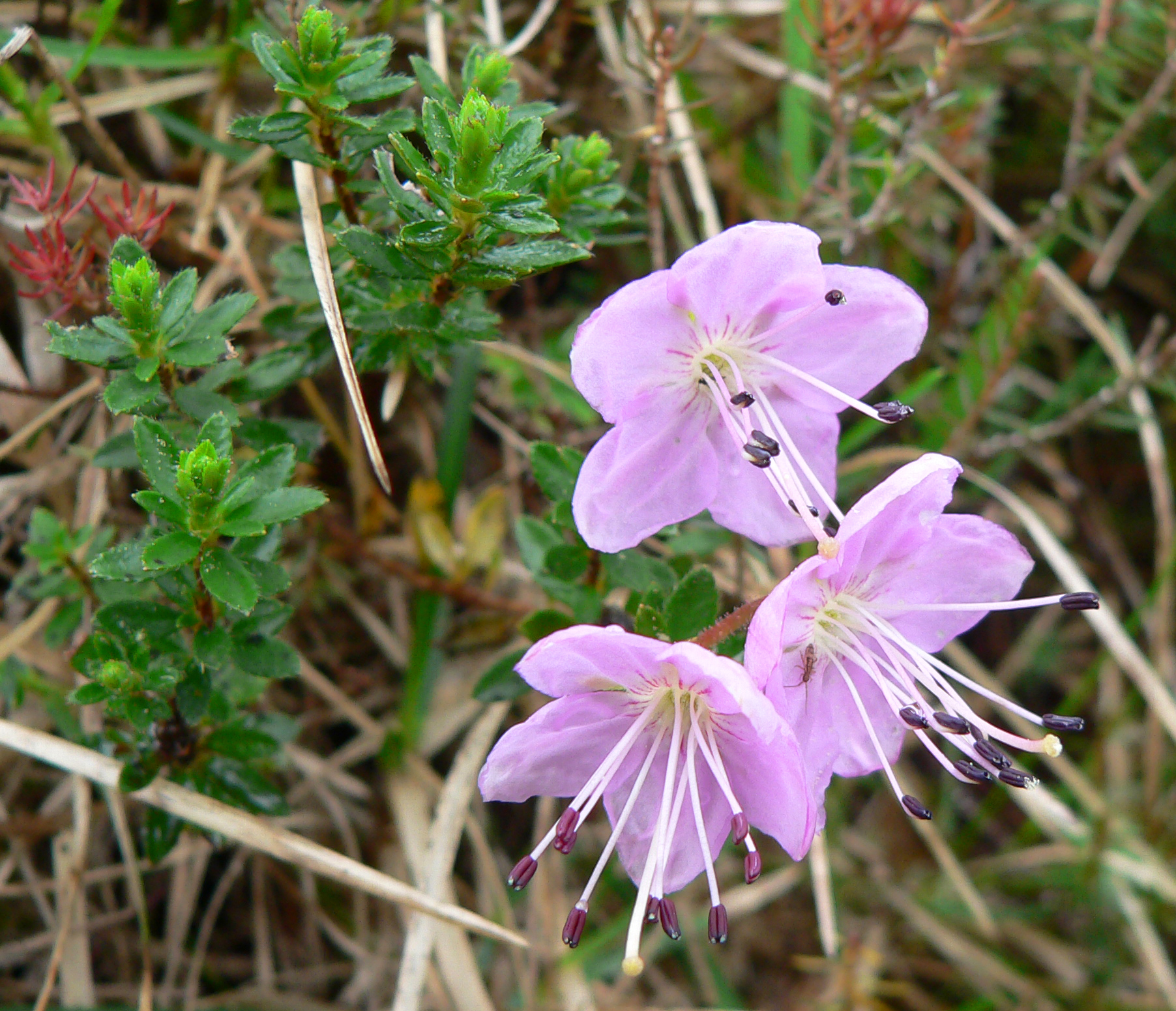 Zwergalpenrose