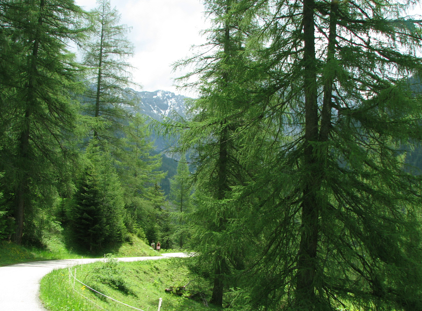 Europäische Lärche