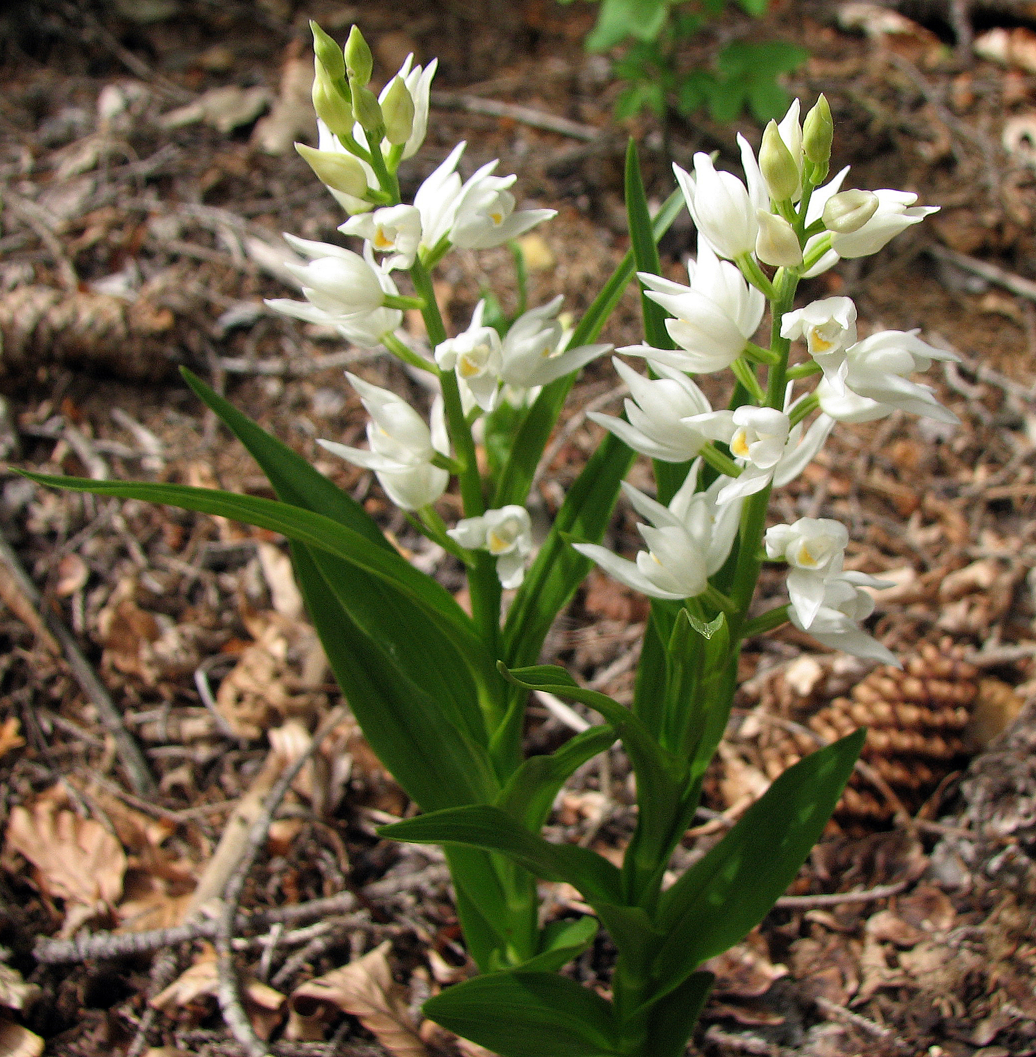 Langblättriges Waldvöglein