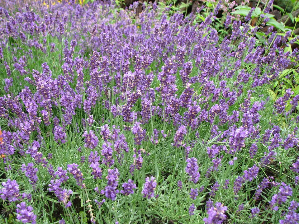 Die Qualität ätherischer Öle  erkennen