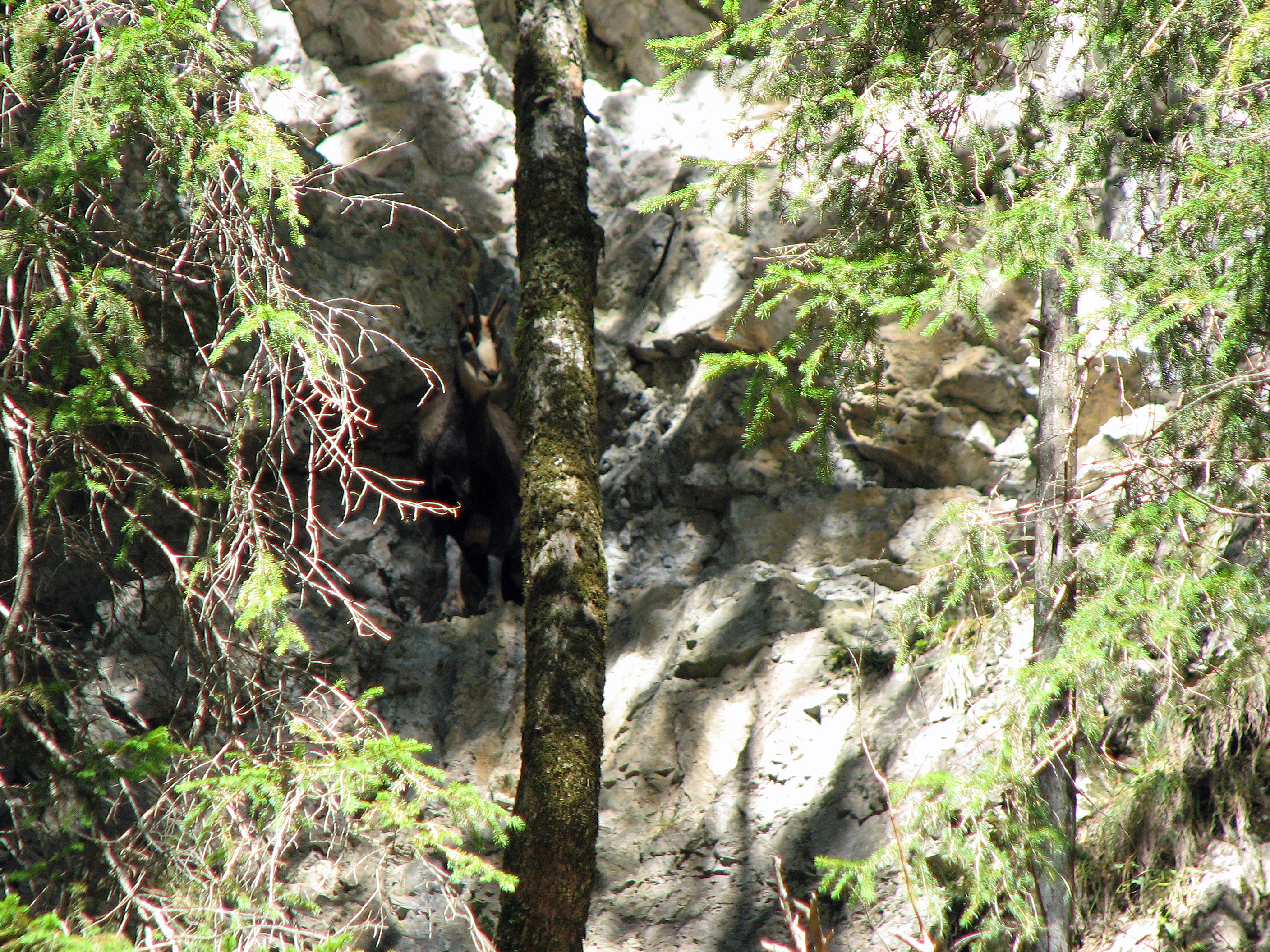 <p>Wo ist sie, die Gämse? - Übrigens, beide Geschlechter tragen Hörner (Krickel).</p>