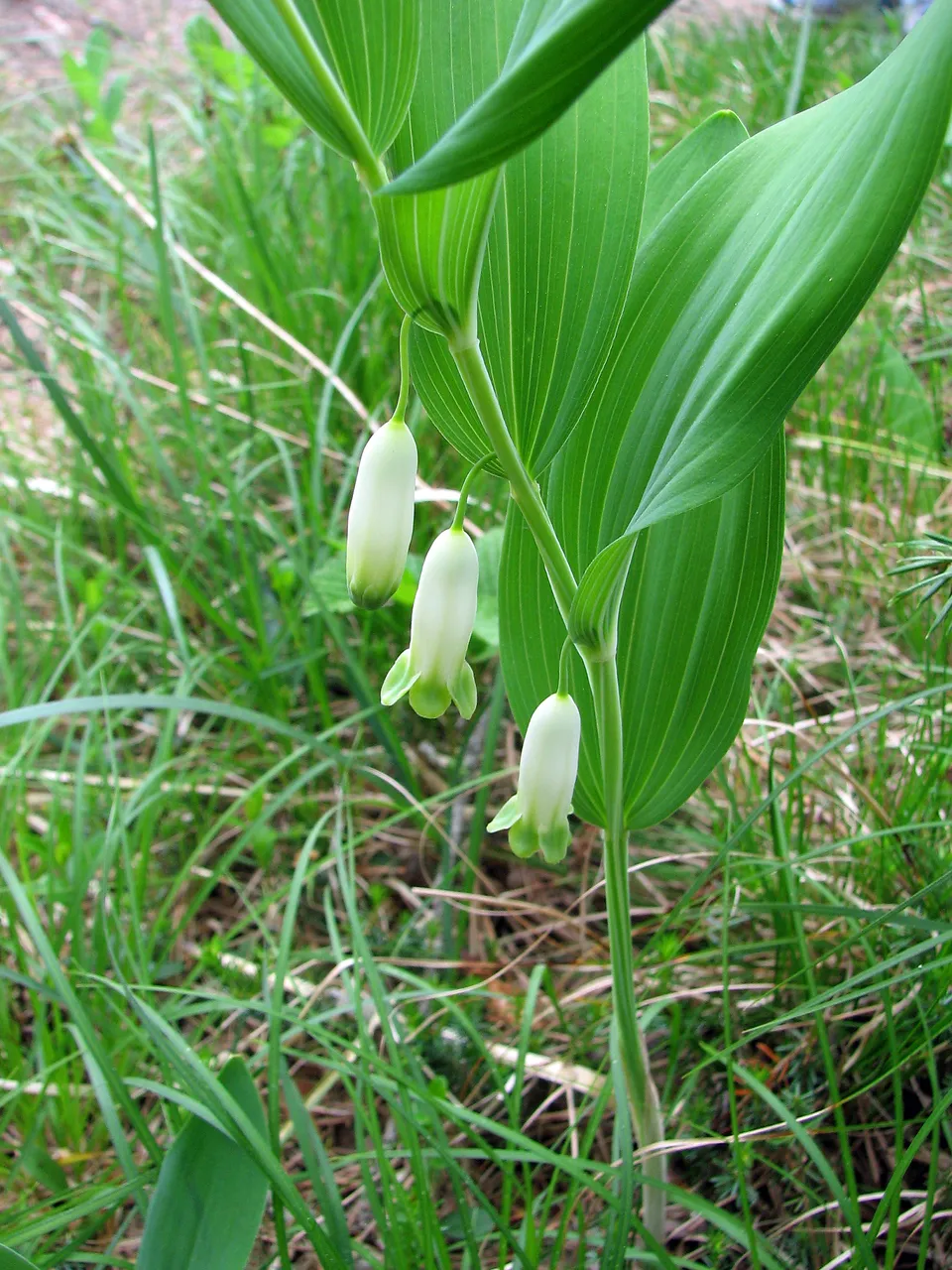 Echtes Salomonssiegel