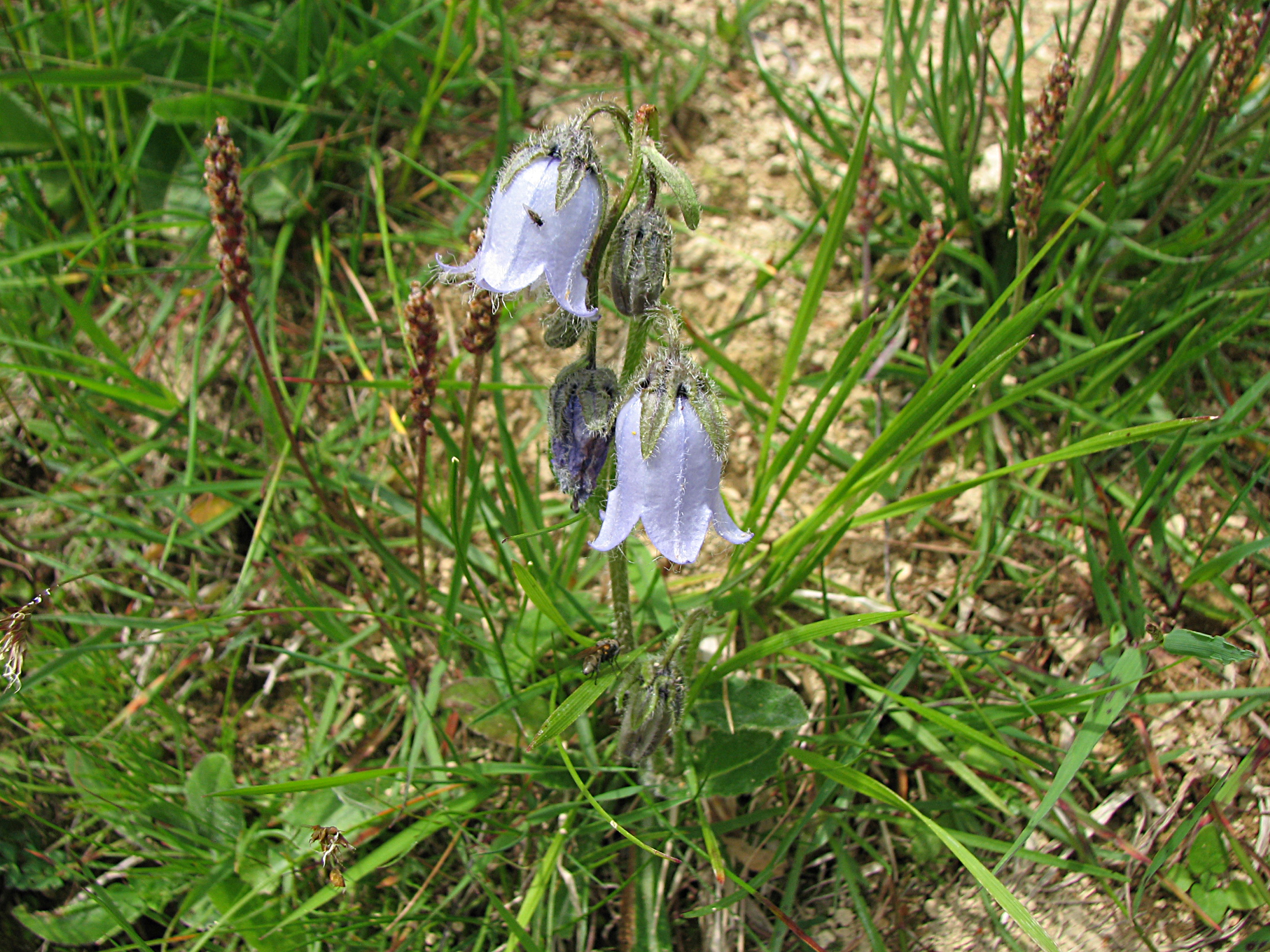 Bärtige Glockenblume