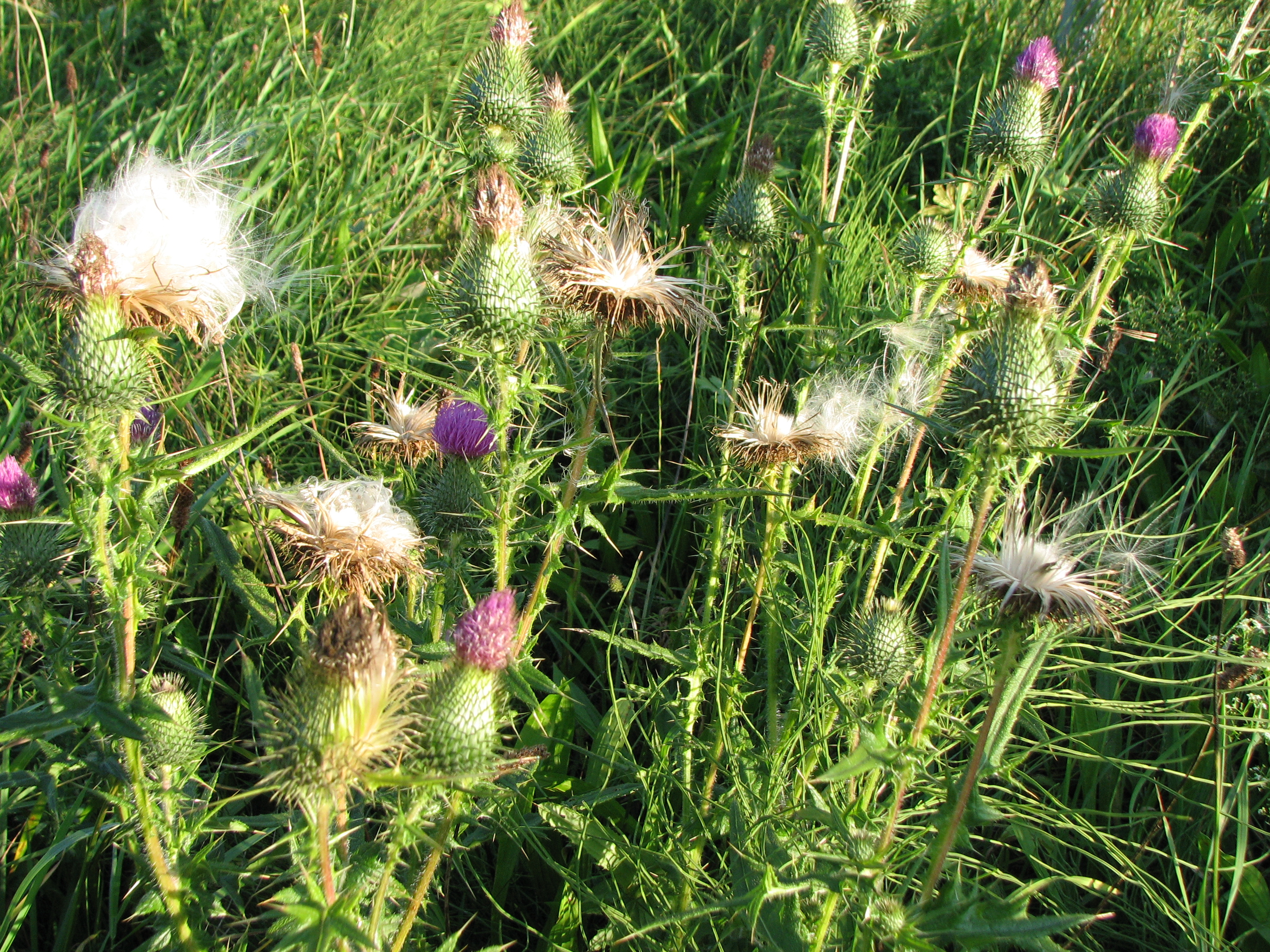 Gewöhnliche Kratzdistel
