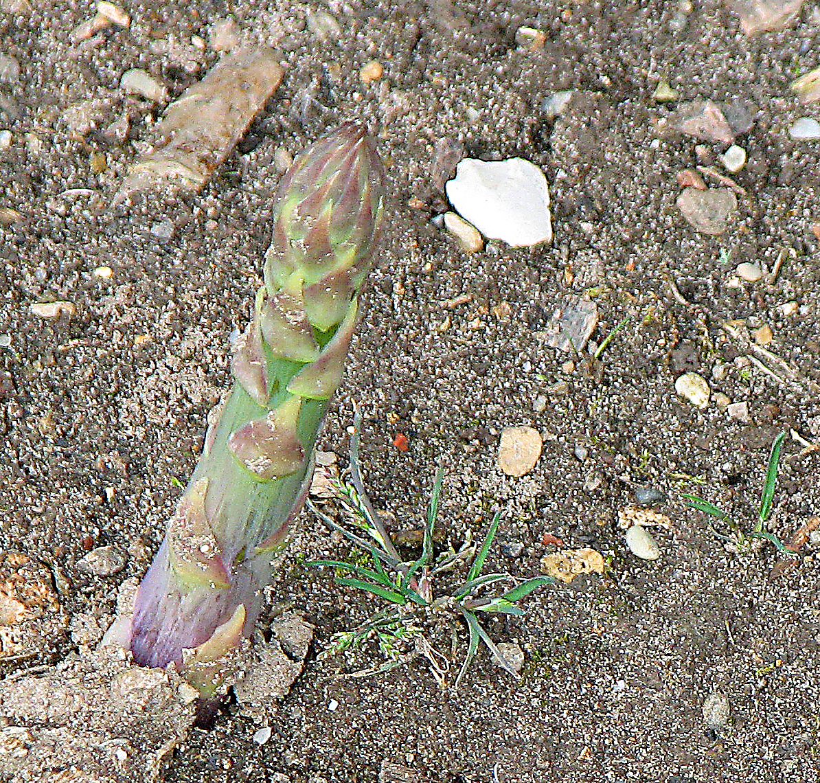 Spargel