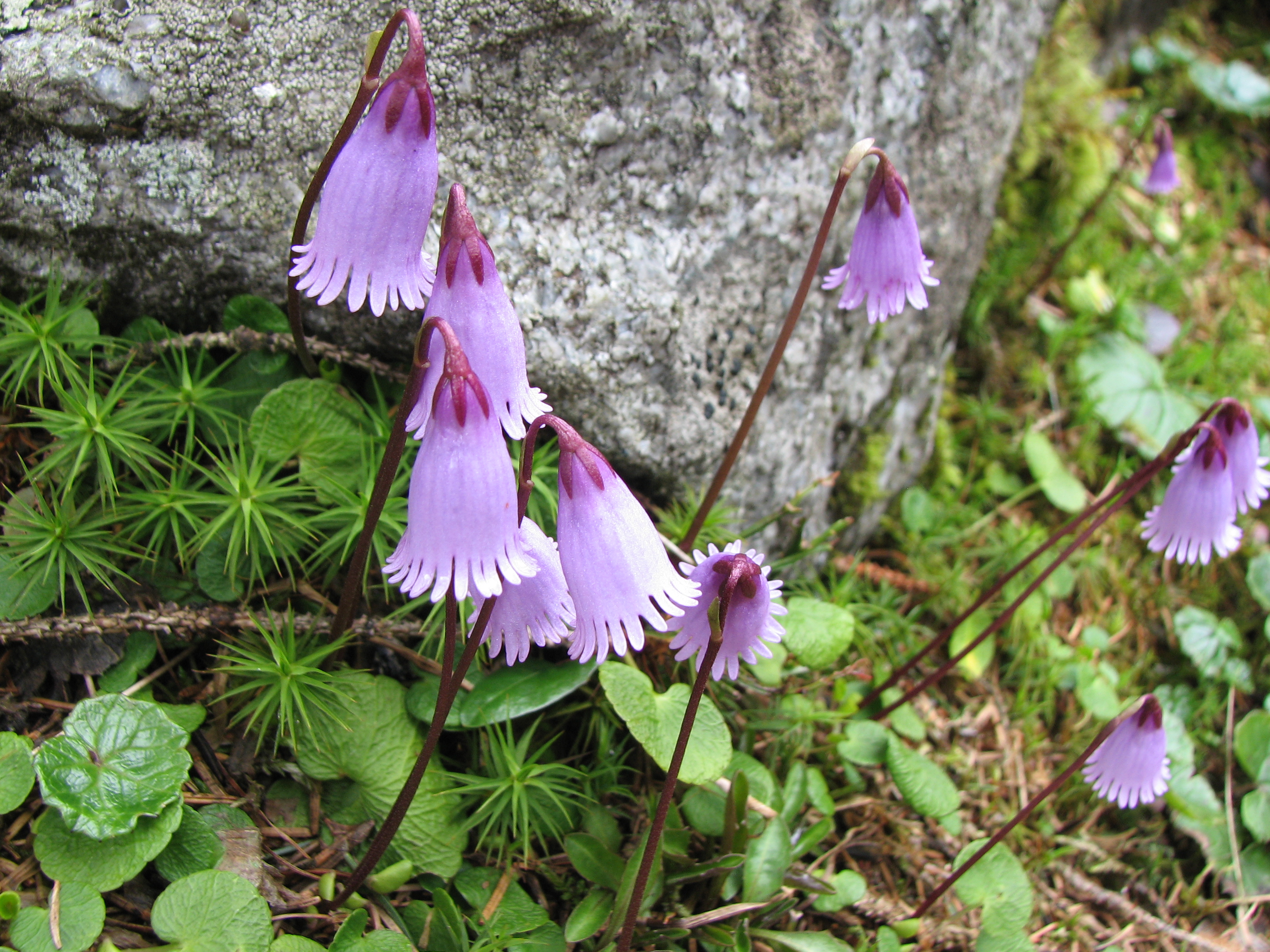 Zwergsoldanelle